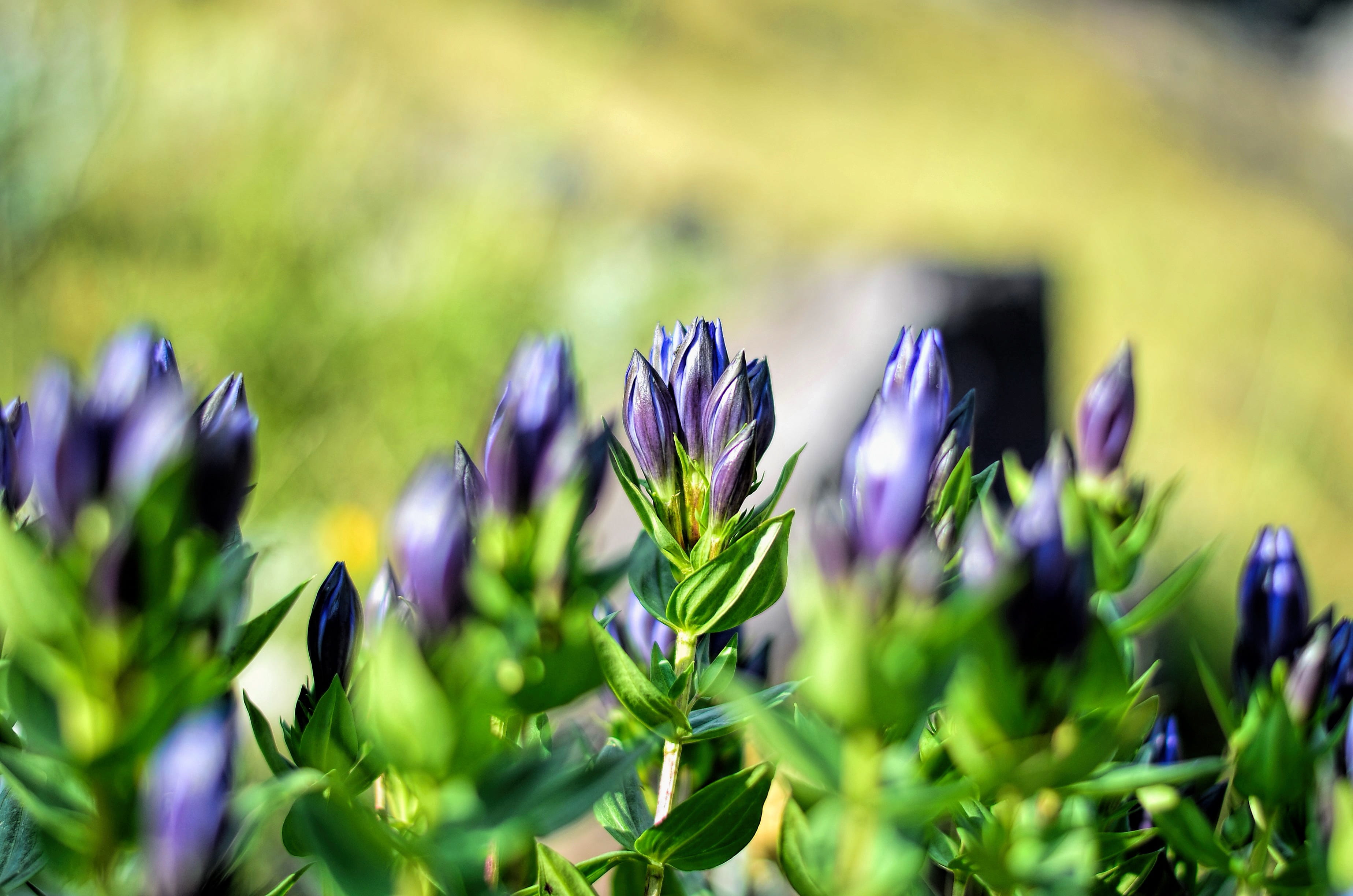 wildflowers, purple flowers, photo, outdoors, macro chichewa, variegated leaves, spring flowers, leaves, selective focus, environmental, peace, buds, summer, HD Wallpaper