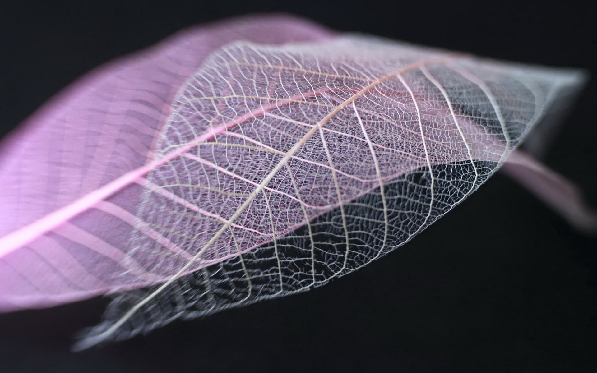 white, indoors, black background, human body part, pattern, purple, 1080P, pink color, close-up, leaf vein, leaf, science, shape, leaves, human hand, HD Wallpaper