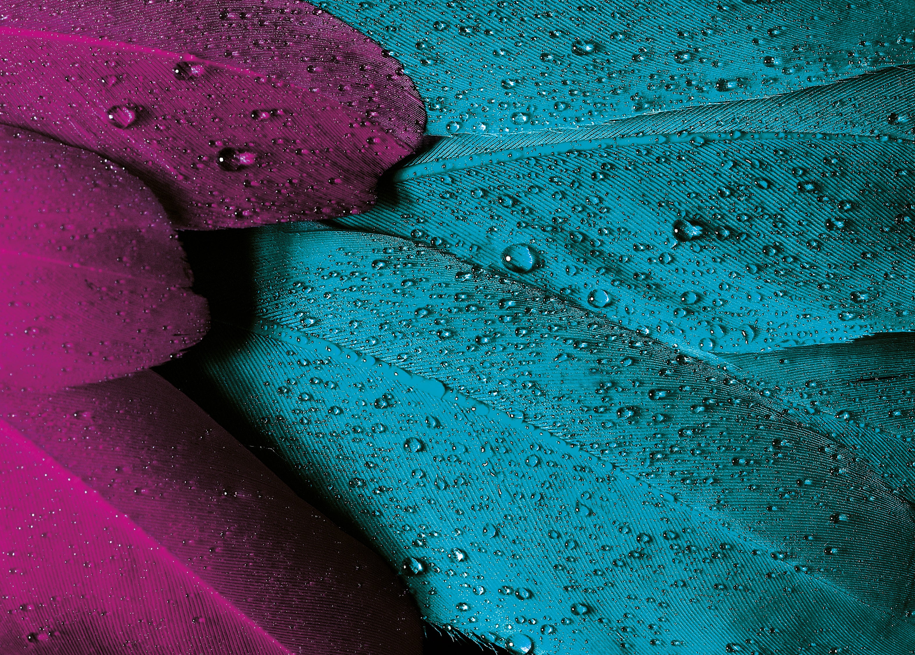 pen, day, weather, close-up, purple, natural pattern, leaf, full frame, no People, summer, 2K, vibrant Color, drop, macro, rain, freshness, growth, backgrounds, HD Wallpaper