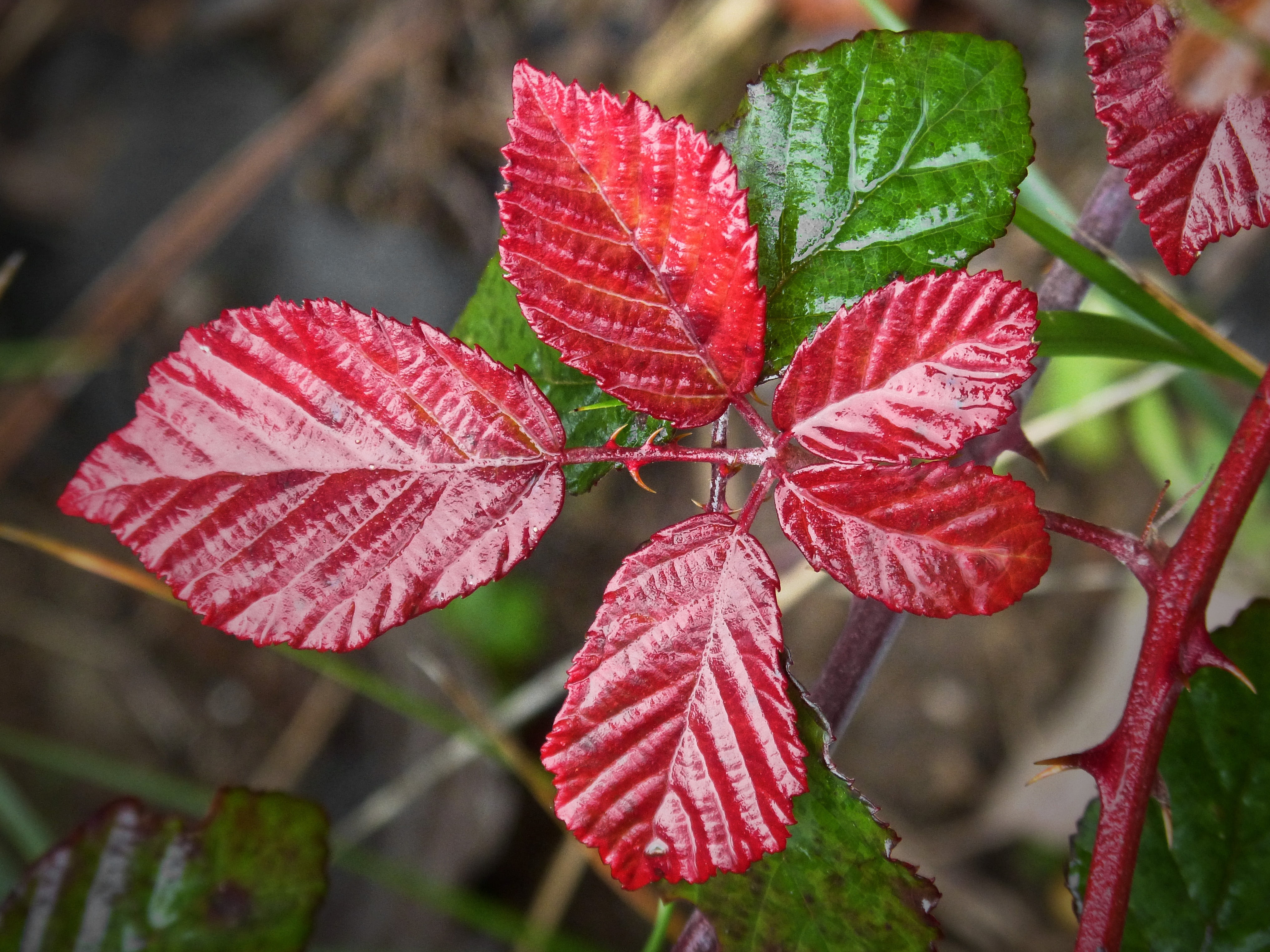 change, nature, beauty in nature, fragility, plant part, leaves, freshness, plant, growth, autumn, raindrop, leaf vein, red leaf, moisture, green, red, HD Wallpaper