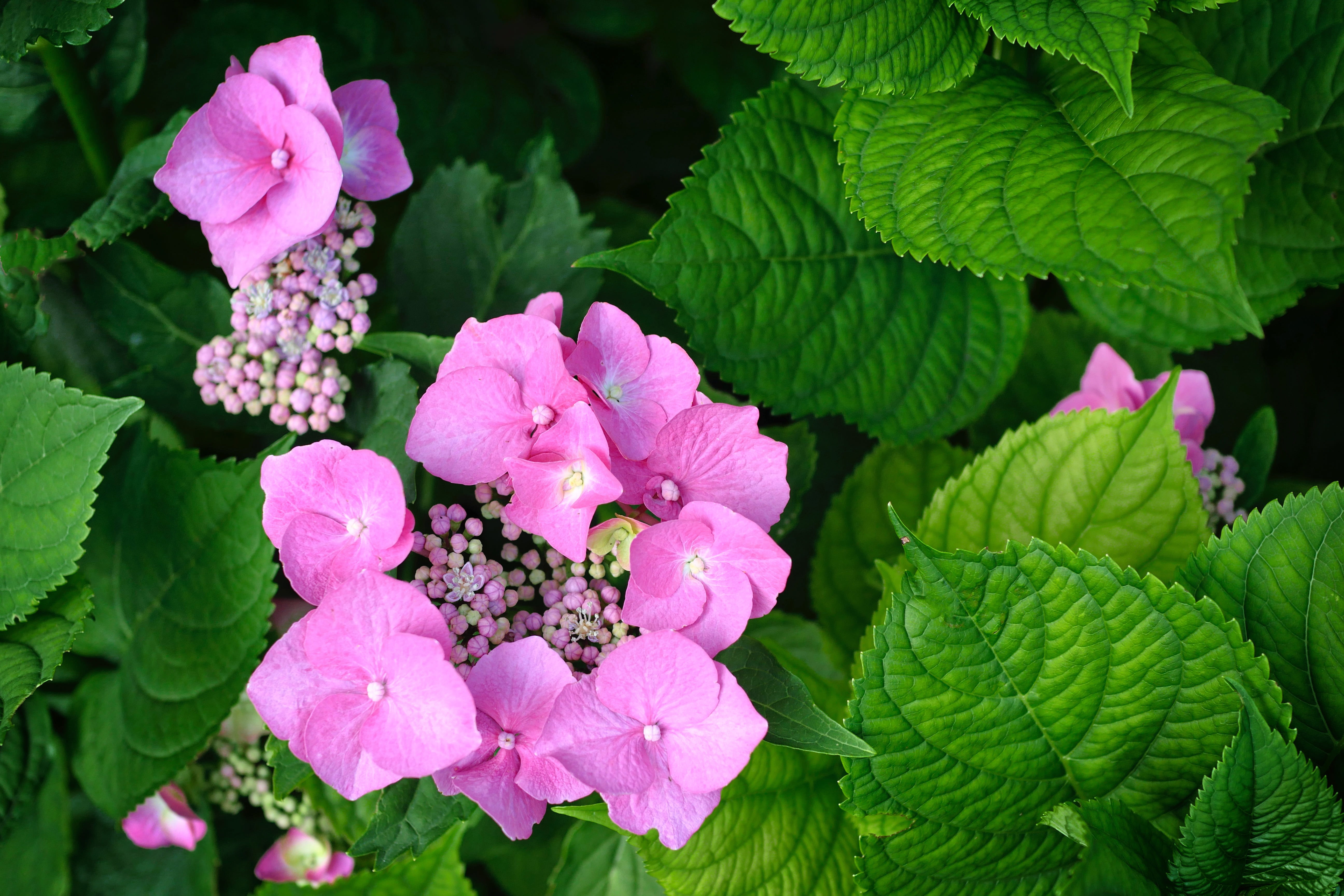 bunch of flowers, no people, flower head, garden plant, leaf, close up, lantana, nature, lilac, pink color, green color, inflorescence, plant, veins, vulnerability, HD Wallpaper