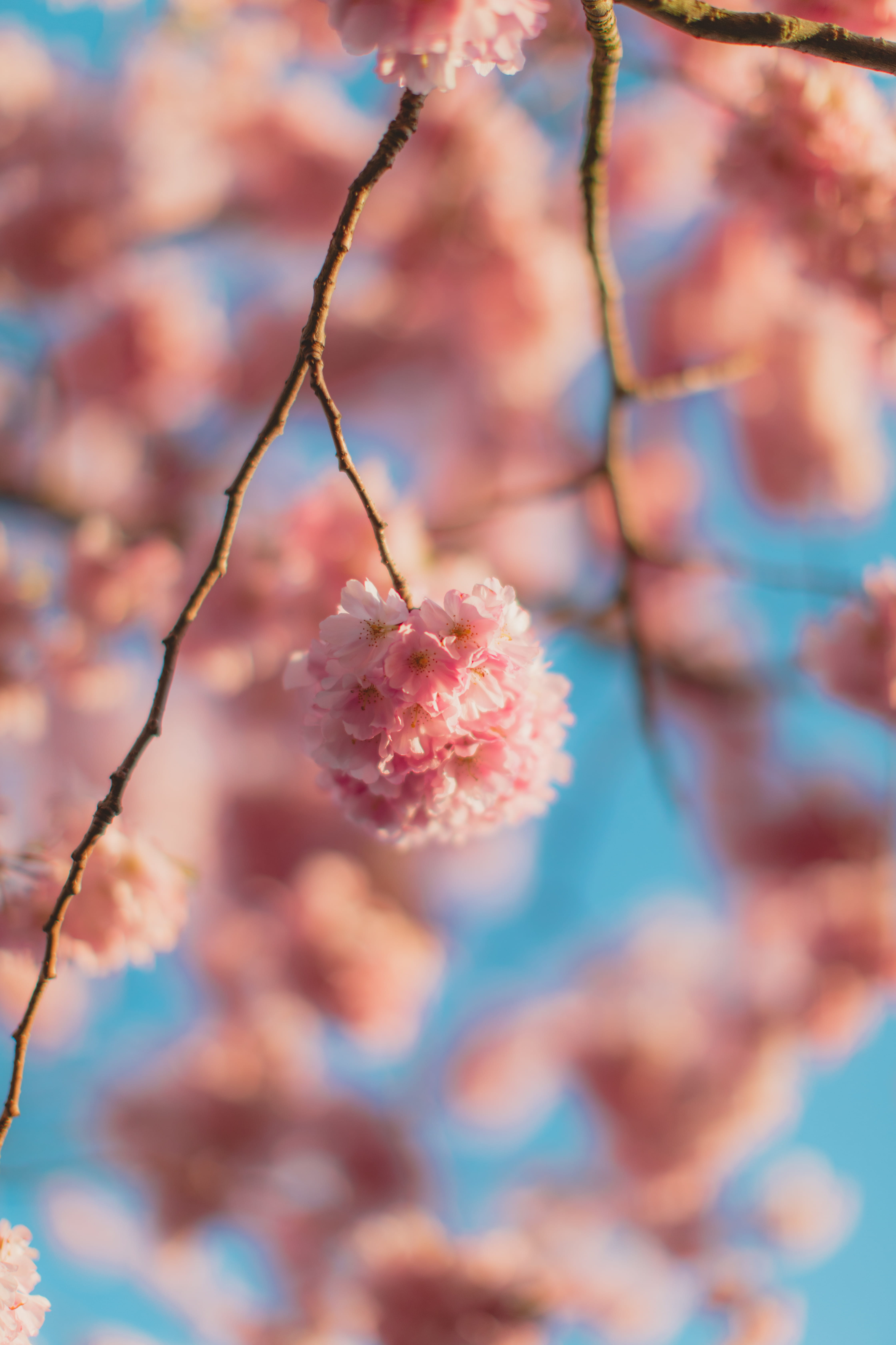 nature, cherry, flowering plant, vulnerability, fruit, food and drink, no people, plant, tree, geranium, poppy, branch, petal, close-up, beauty in nature, Phone HD Wallpaper
