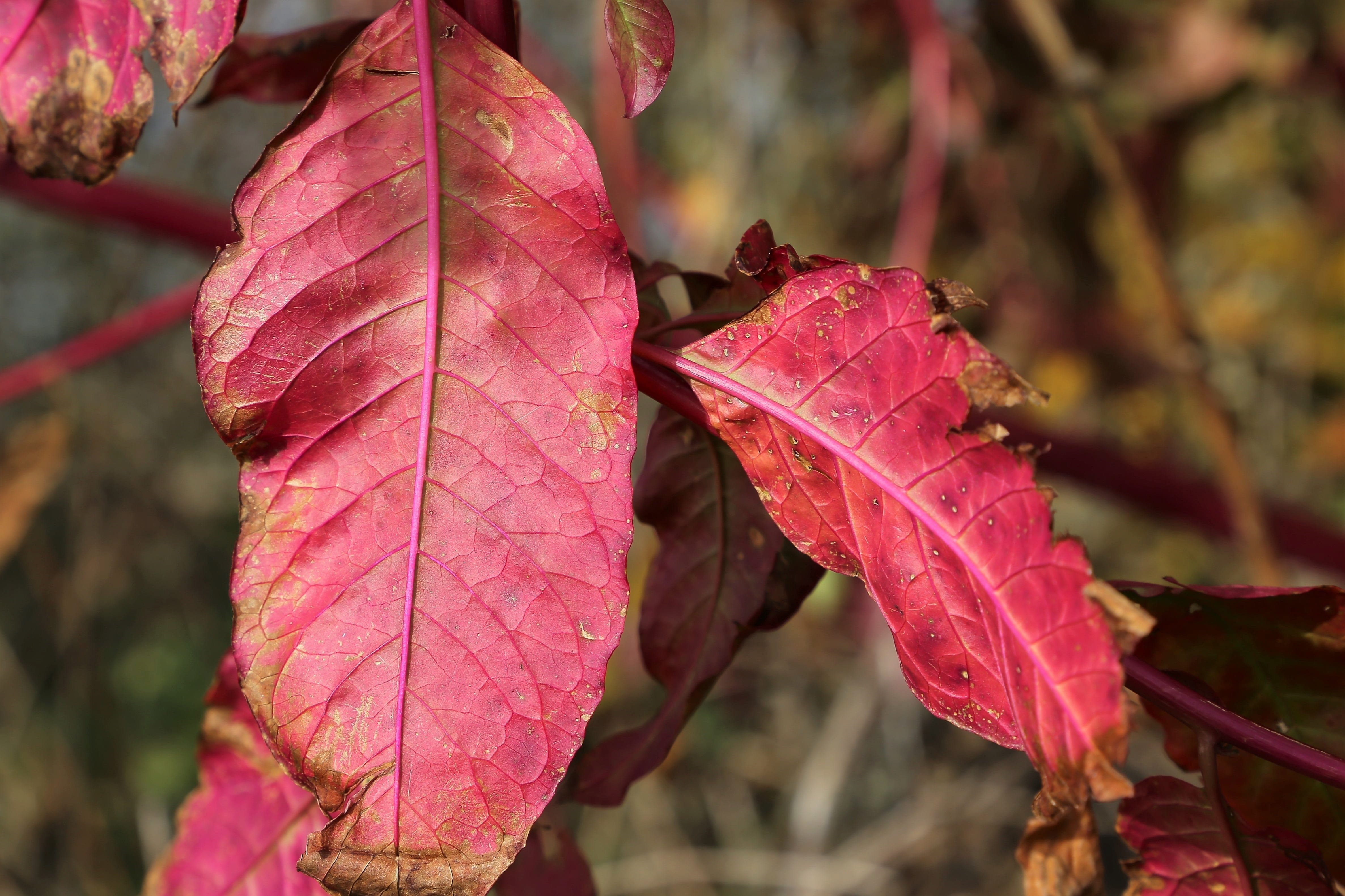 nature, vulnerability, maple leaf, red leaf, change, pink color, tree, leaf vein, maroon, plant, red, growth, 4K, beauty in nature, no people, autumn collection, HD Wallpaper