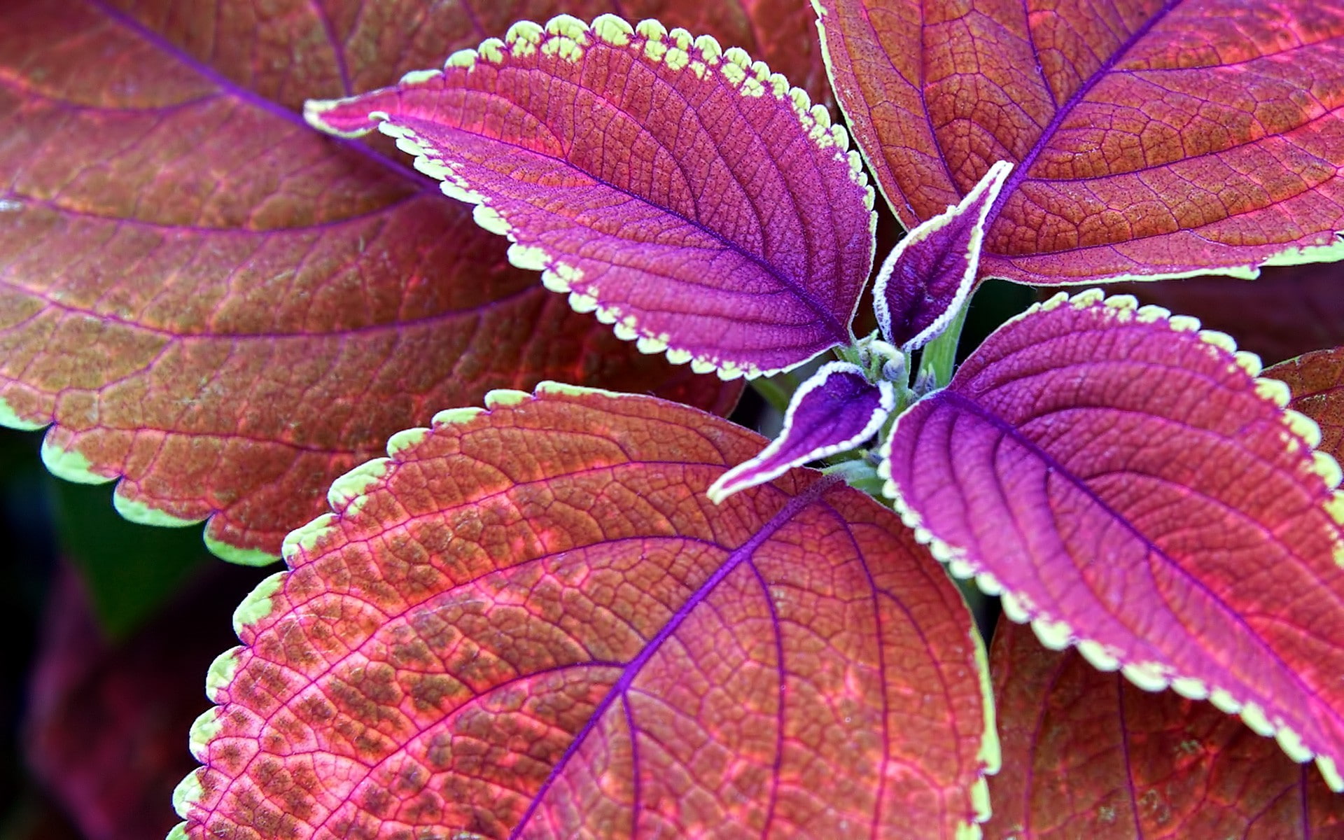 beauty in nature, freshness, leaf, leaf vein, natural pattern, nature, day, macro, plant, Depth Of Field, Purple, autumn, fragility, pink color, no people, HD Wallpaper