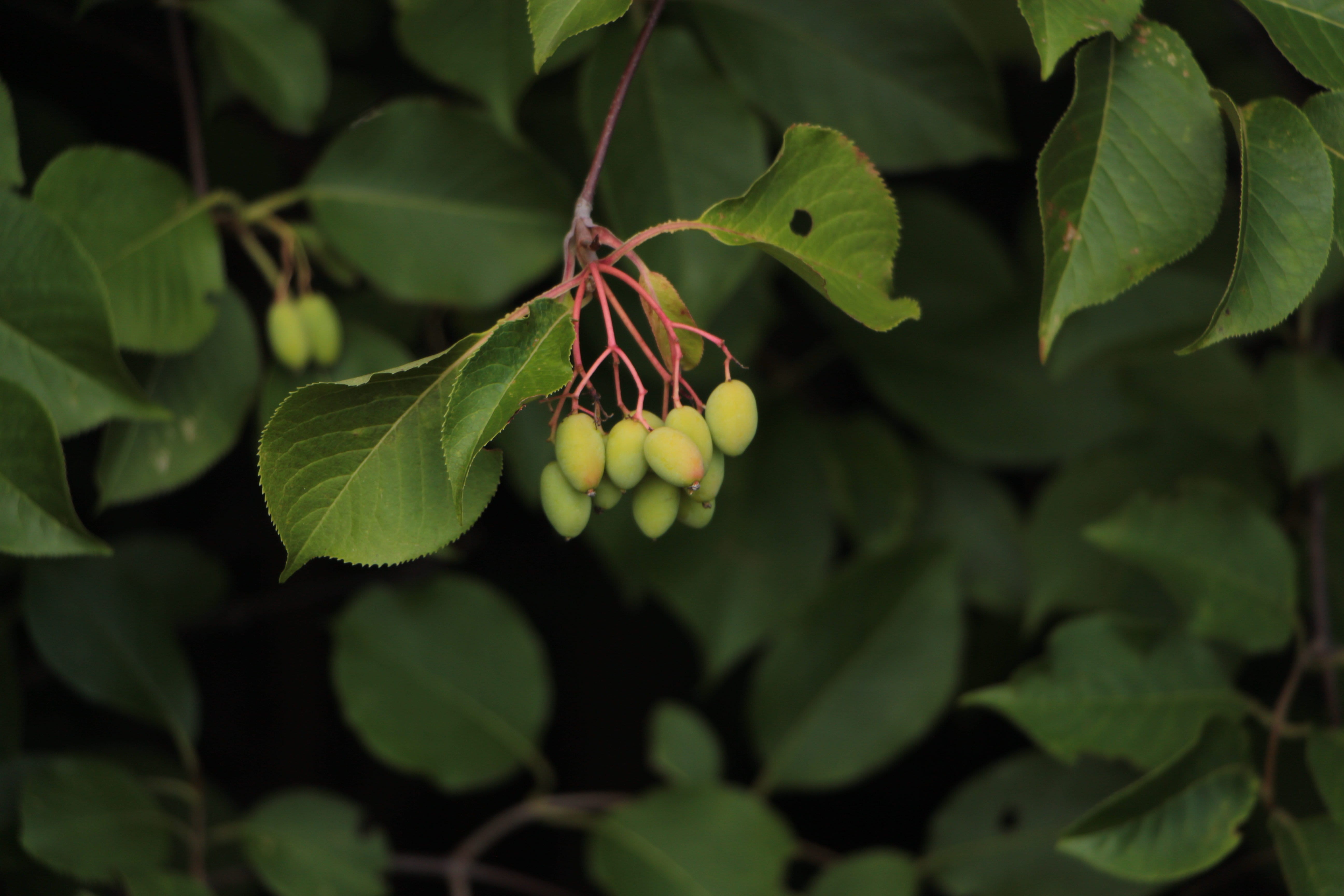pink stems, cherry, seed, leaves, flowering plant, food and drink, seeds, flower head, outdoors, green color, beauty in nature, 5K, focus on foreground, HD Wallpaper