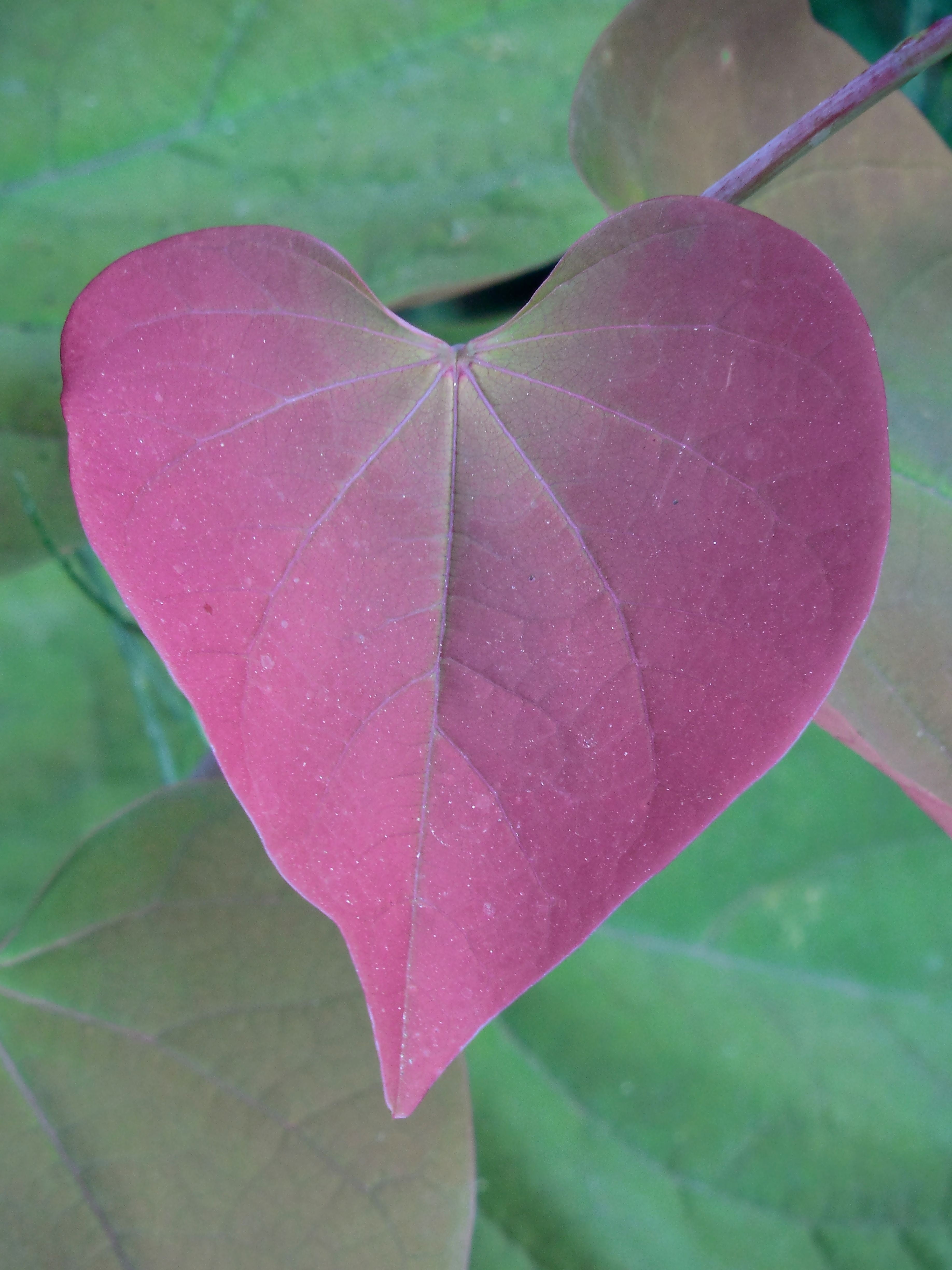 pink color, romance, vulnerability, 4K, leaf vein, heart shaped, bright, heart, tranquility, water, decorative, plant, color, redbud, leaves background, Phone HD Wallpaper