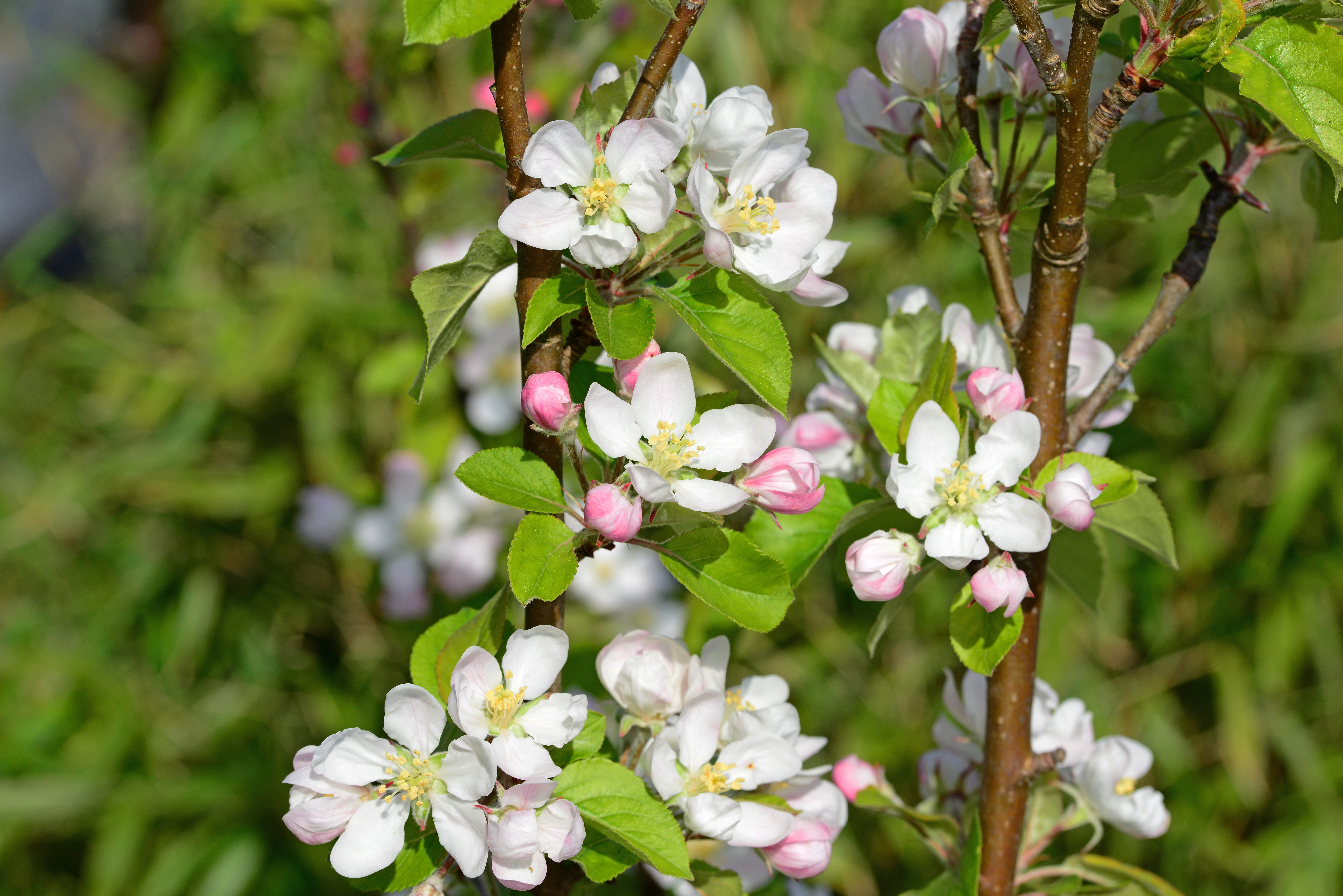 spring, flower head, blossom, flower, Apple Blossom, close-up, freshness, veins, blooms, no people, 5K, white color, detail, apple tree, day, leaves, tree, HD Wallpaper