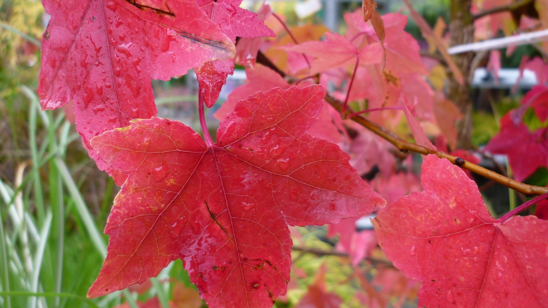 pink color, natural condition, raindrop, autumn, leaf, maple leaf, growth, plant, no people, outdoors, beauty in nature, nature, selective focus, garden, HD Wallpaper