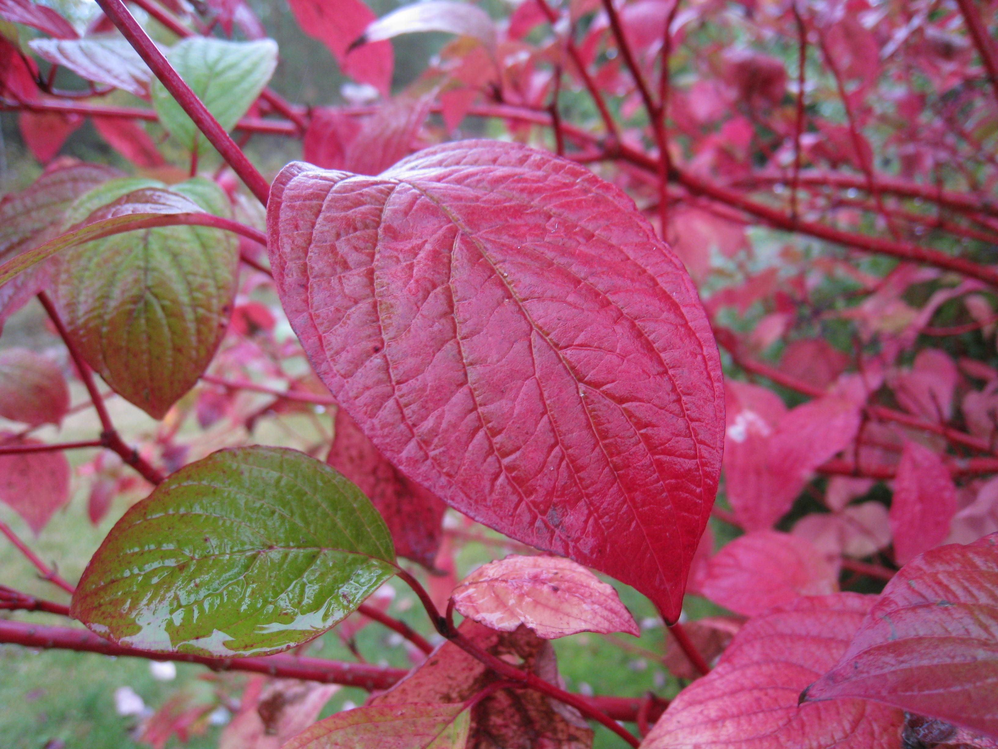 outdoors, beauty in nature, leaf, leaf vein, growth, focus on foreground, red, freshness, tree, leaves, pink color, green, day, change, raindrop, botany, HD Wallpaper