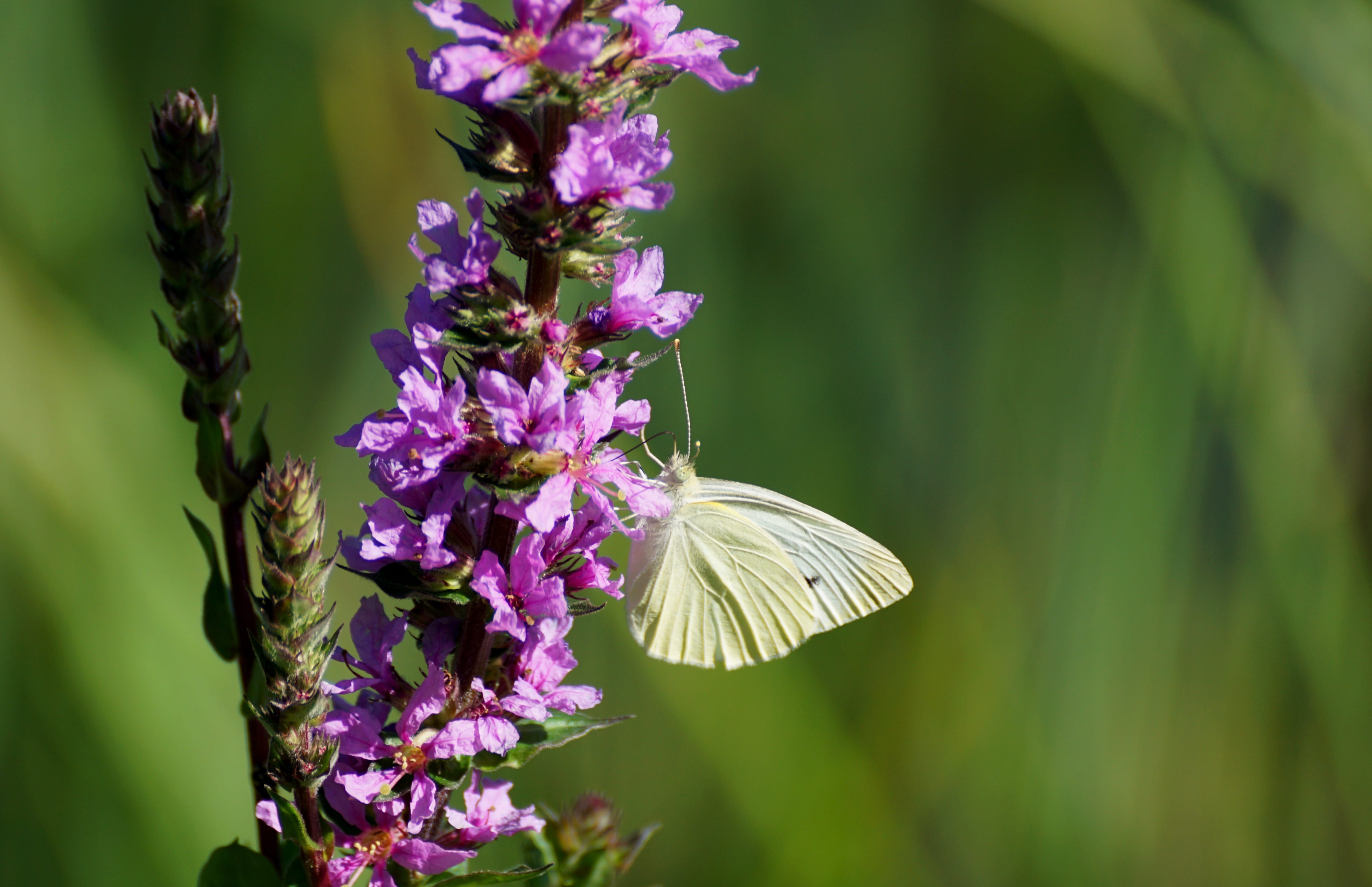 freshness, nature, blossom, flowering plant, lavender, invertebrate, plant, animal wildlife, animals in the wild, bloom, flower, close-up, petal, animal themes, HD Wallpaper