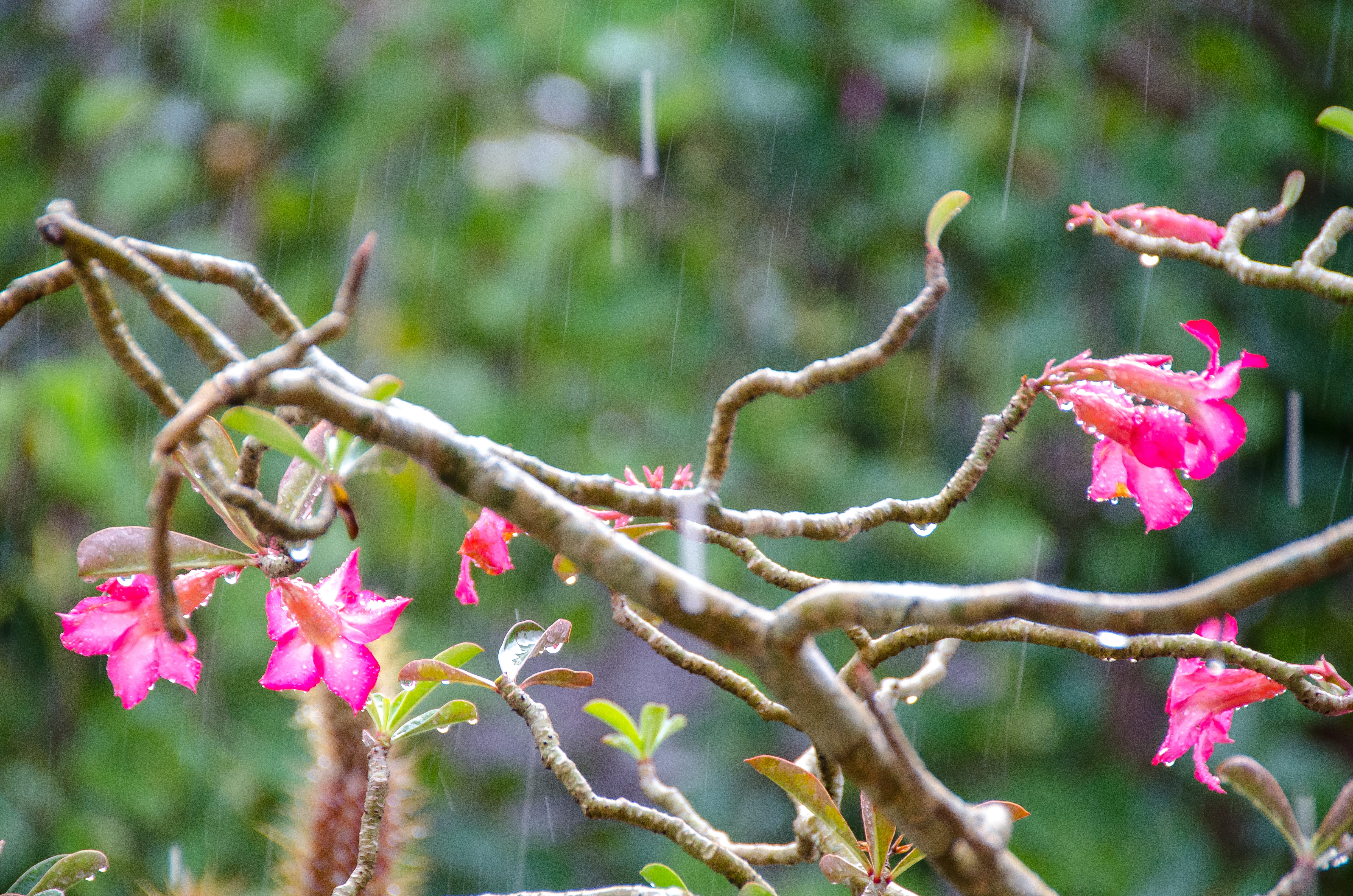 tree, animal, bee, hummingbird, fragility, bud, leaf, focus on foreground, pink color, flowering plant, rain, petal, tropical, growth, 4K, day, geranium, HD Wallpaper