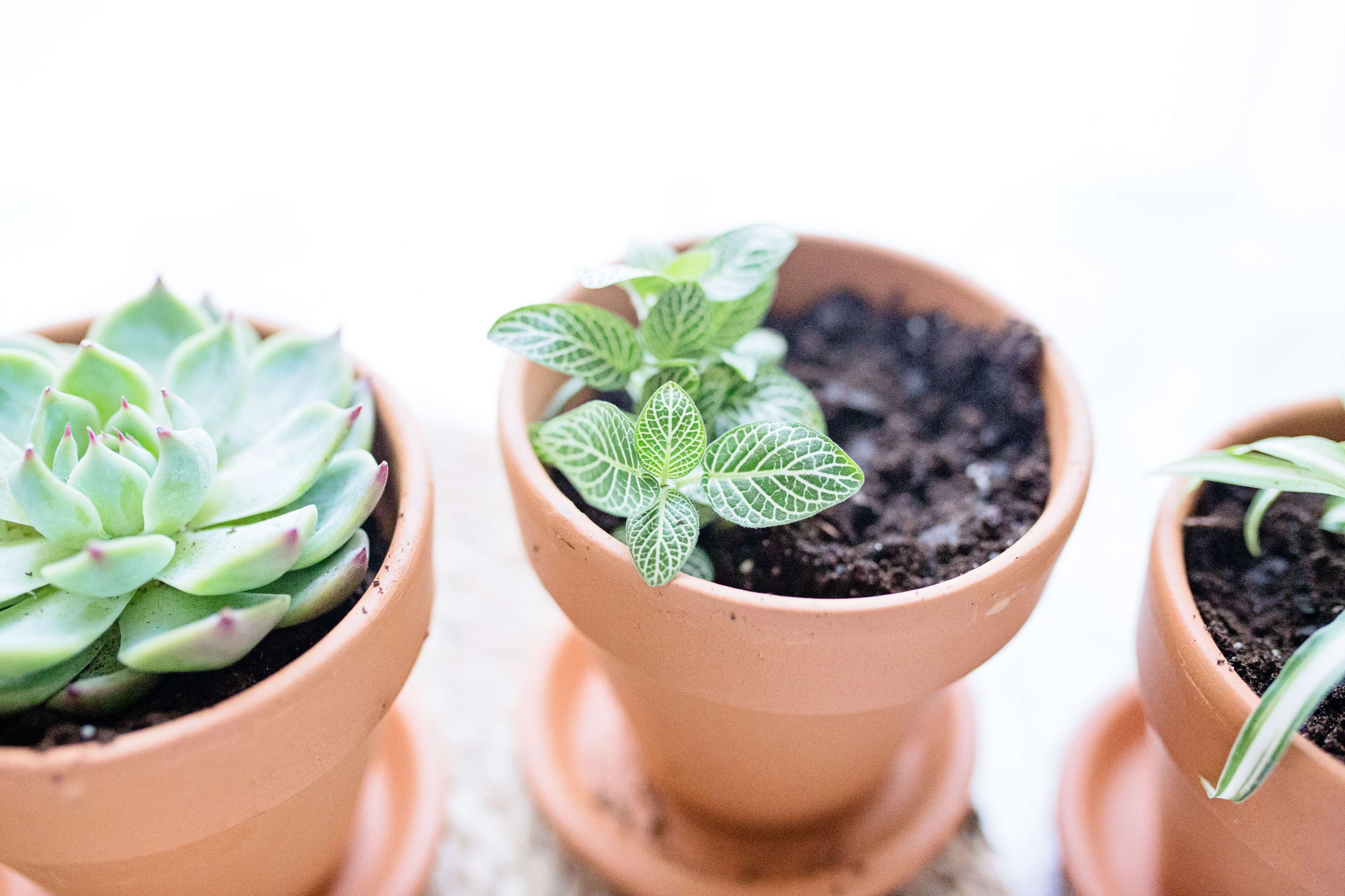 mint leaf - culinary, beginnings, plant, seedling, indoors, succulent plant, flower pot, close-up, growth, gardening, nature, nerve plant, leaf, food, no people, HD Wallpaper