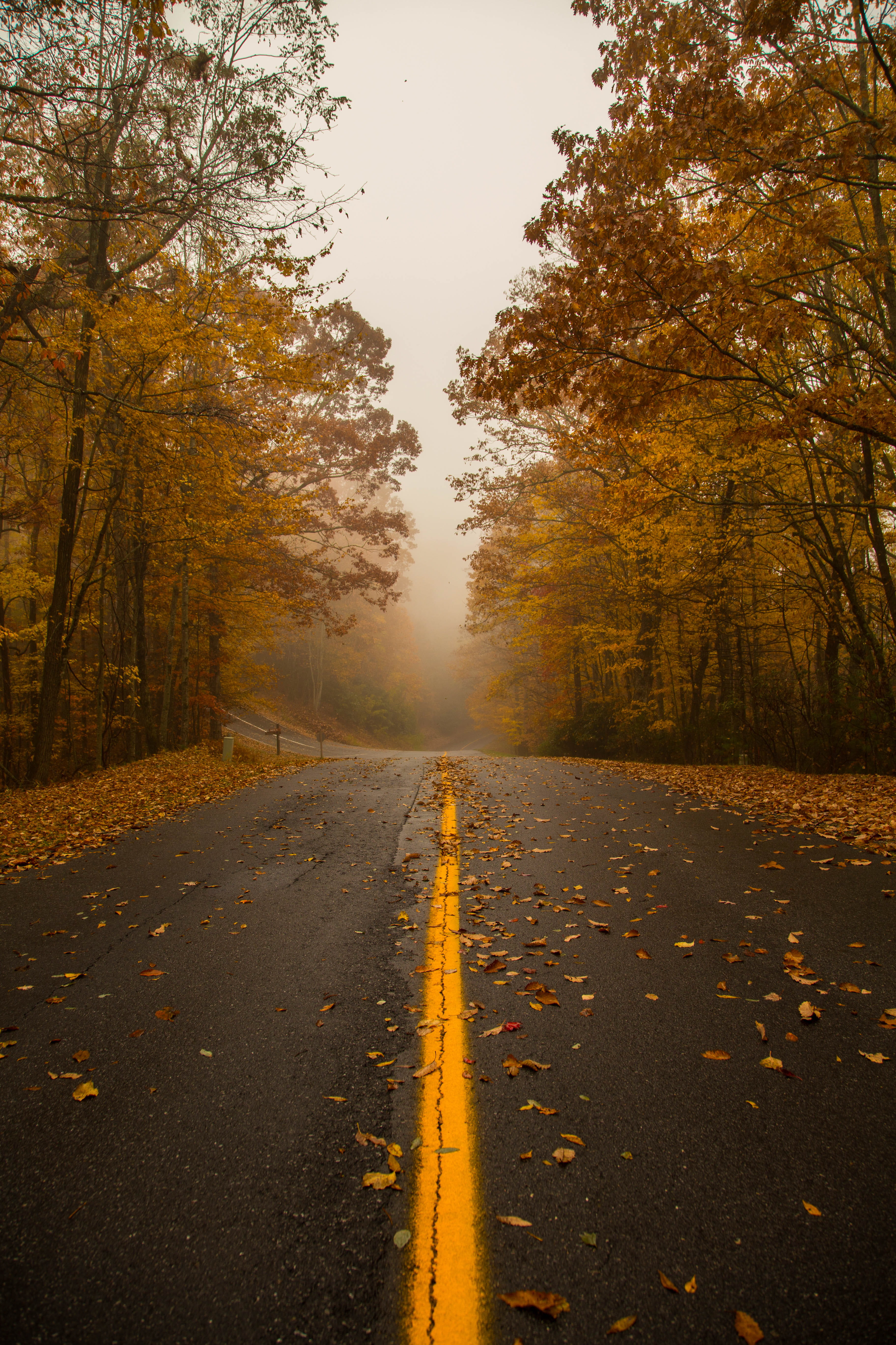 mountain, tranquility, diminishing perspective, trees, leaf, direction, tree, no people, growth, falling, autumn, outdoors, road, change, 5K, plant part, Phone HD Wallpaper