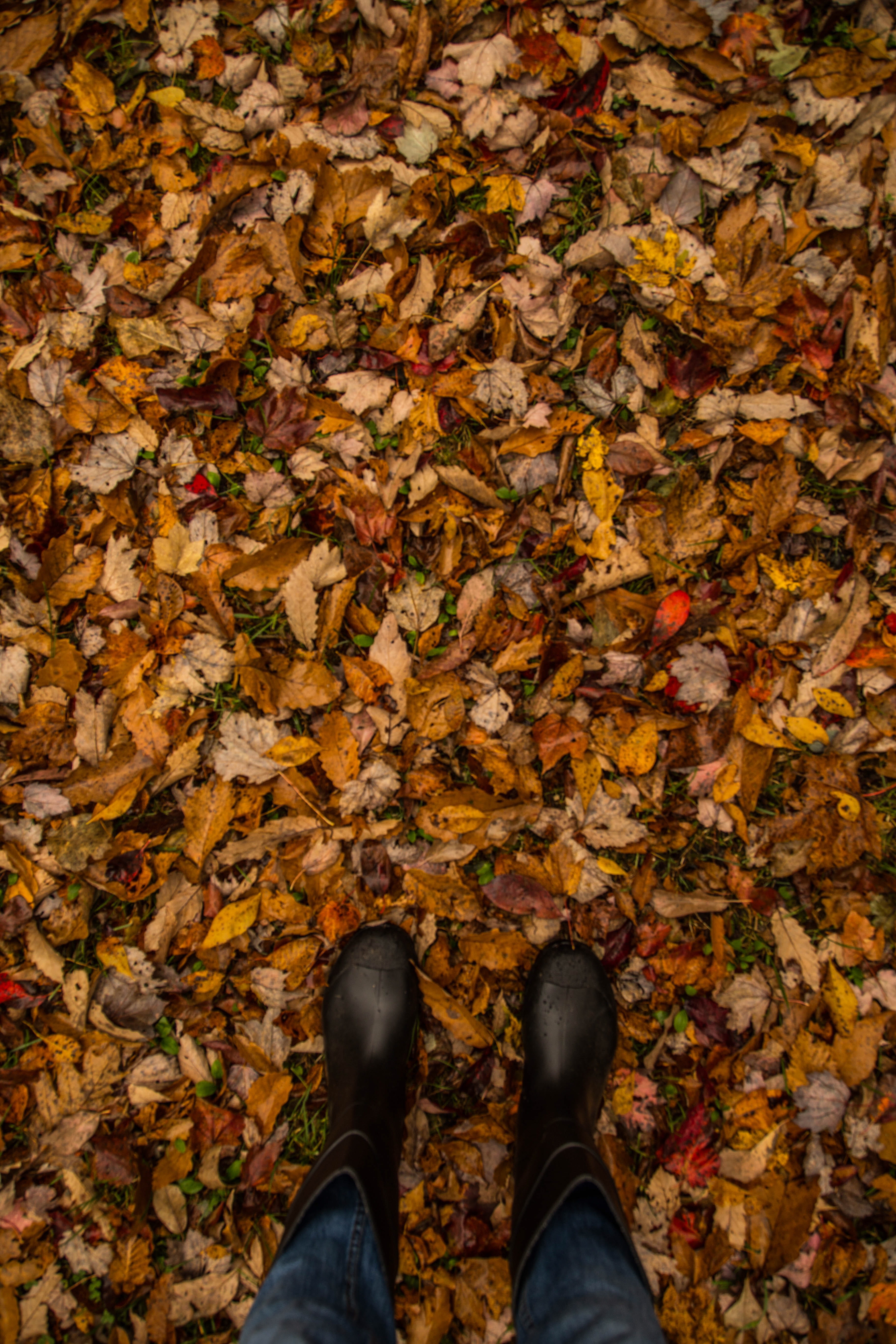 day, fall, brevard, autumn collection, lifestyles, autumn, body part, high angle view, dry, plant part, outdoors, standing, one person, change, personal perspective, Phone HD Wallpaper