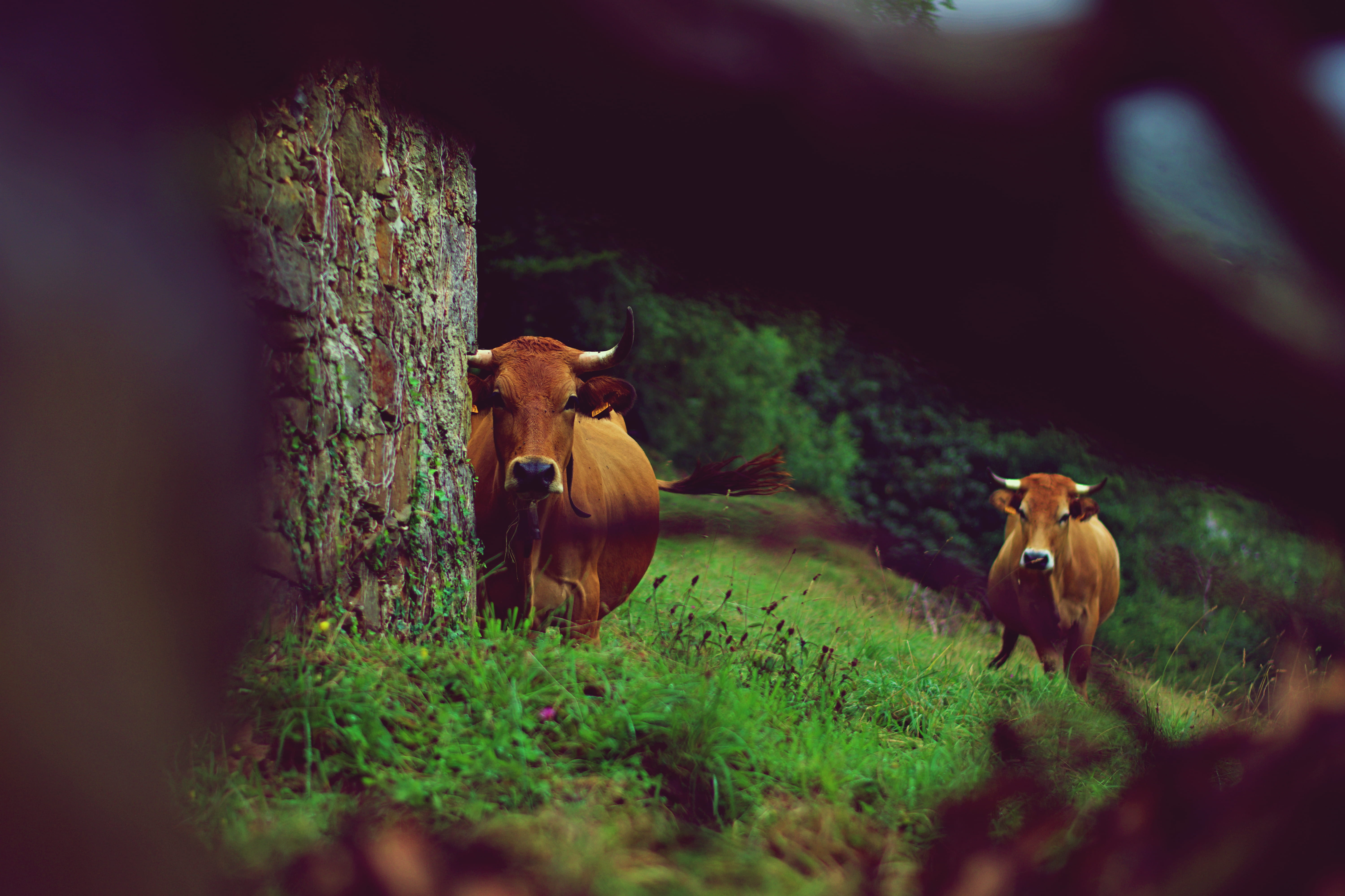 field, vertebrate, spain, pets, asturia, 5K, green, cow, grass, livestock, tree, animal wildlife, black, animal, bark, mountain, nature, domestic animals, HD Wallpaper