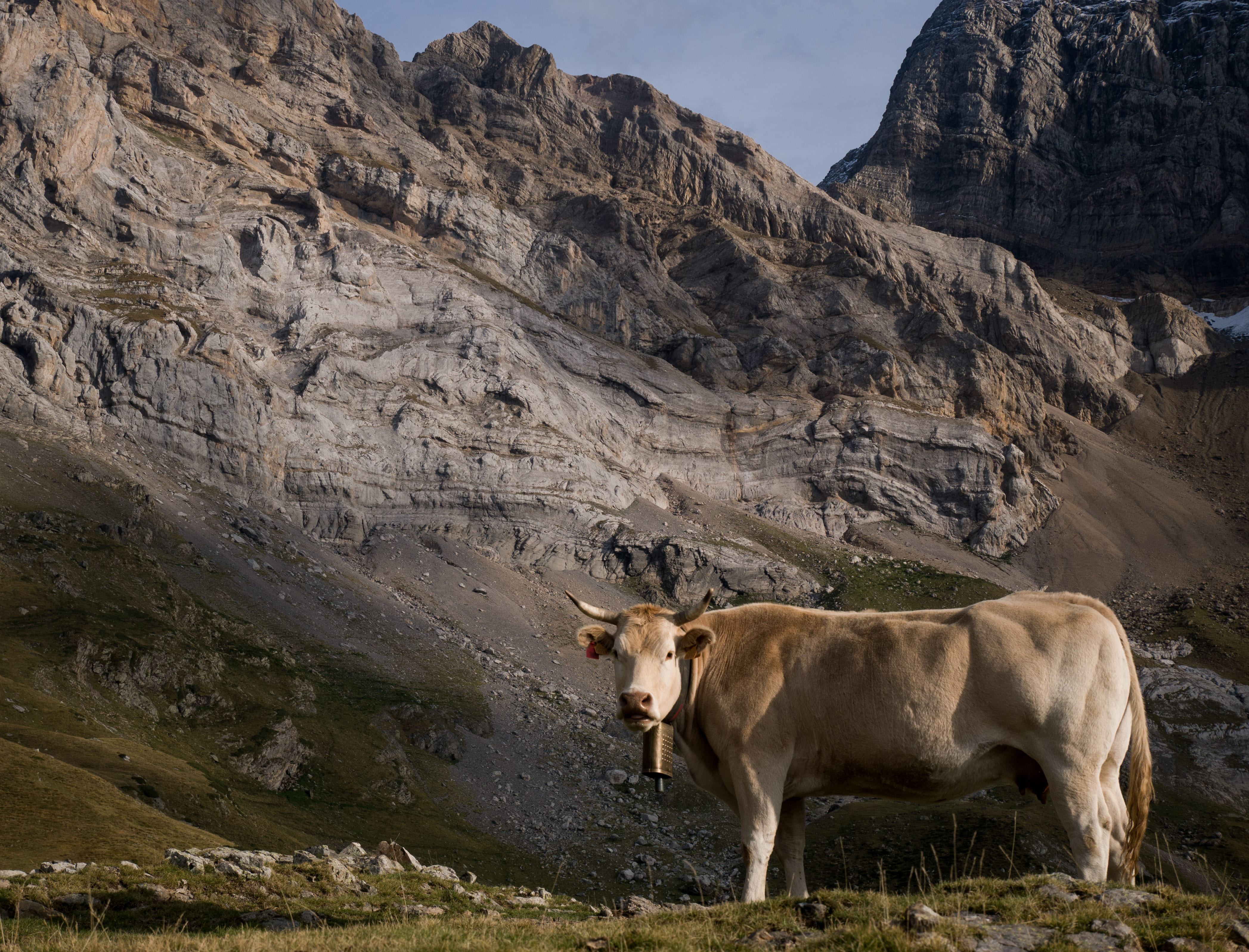 near, bell, animal, mountain range, valley, animal themes, animal wildlife, land, cow, livestock, cattle, nature, outdoors, vertebrate, rock, mammal, mountain, HD Wallpaper