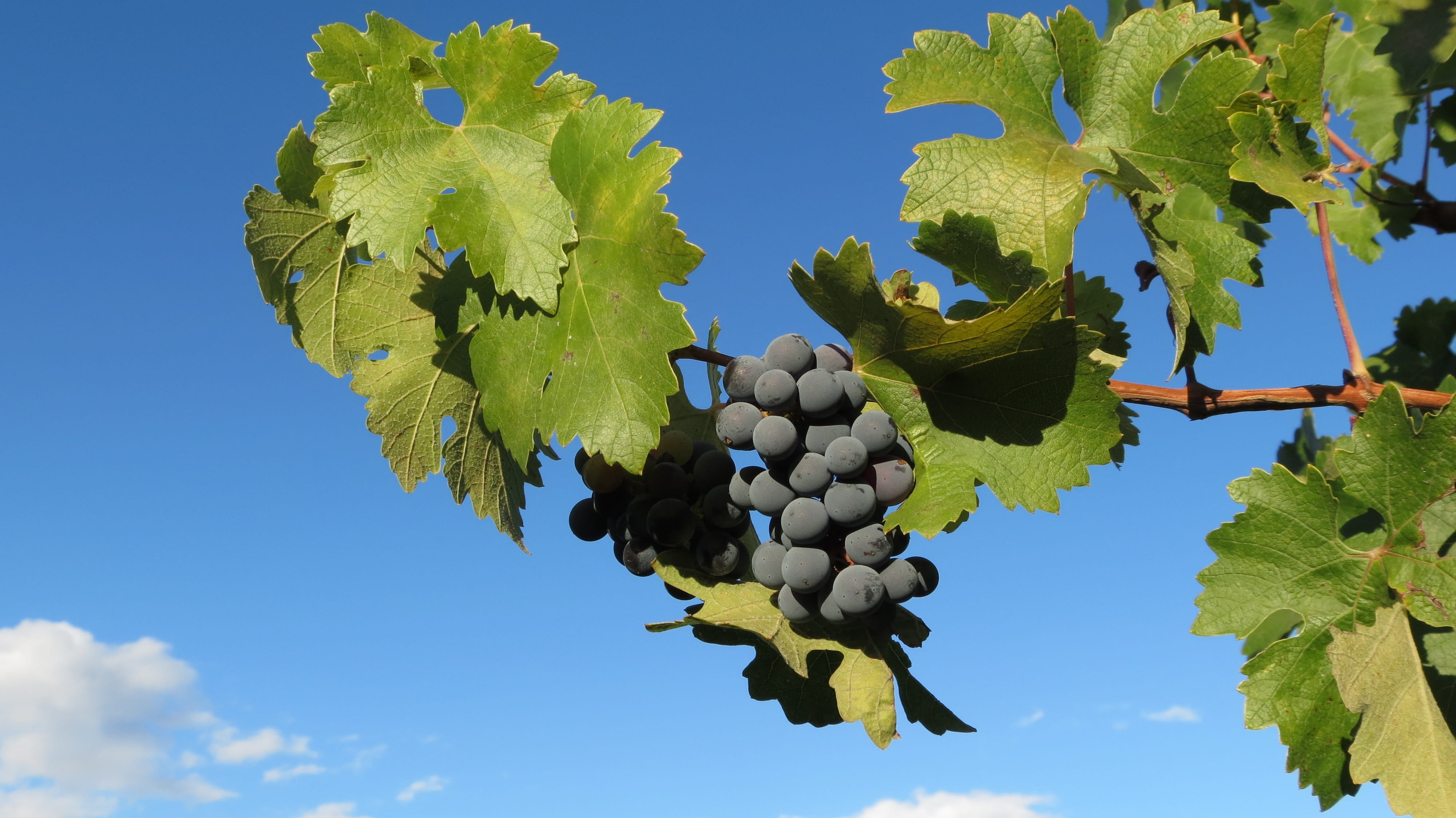 growth, nature, leaf, winemaking, tree, fruit, 4K, day, ripe, sky, agriculture, vine, vineyard, green color, low angle view, plant part, napa, food, healthy eating, HD Wallpaper