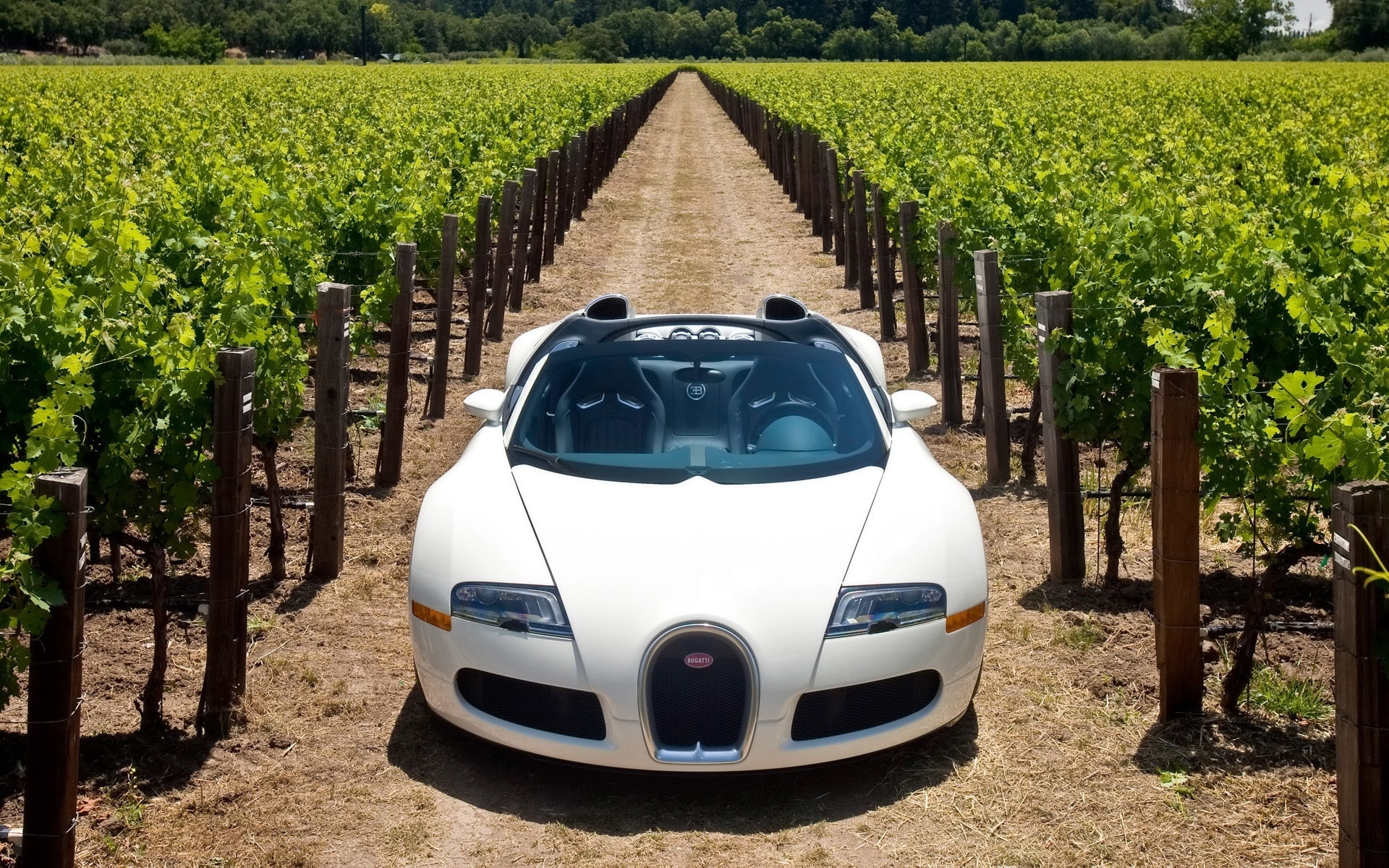 landscape, grand, napa, veyron, front, valley, sport, Bugatti Veyron Cabrio, Bugatti Veyron, 1080P, bugatti, HD Wallpaper