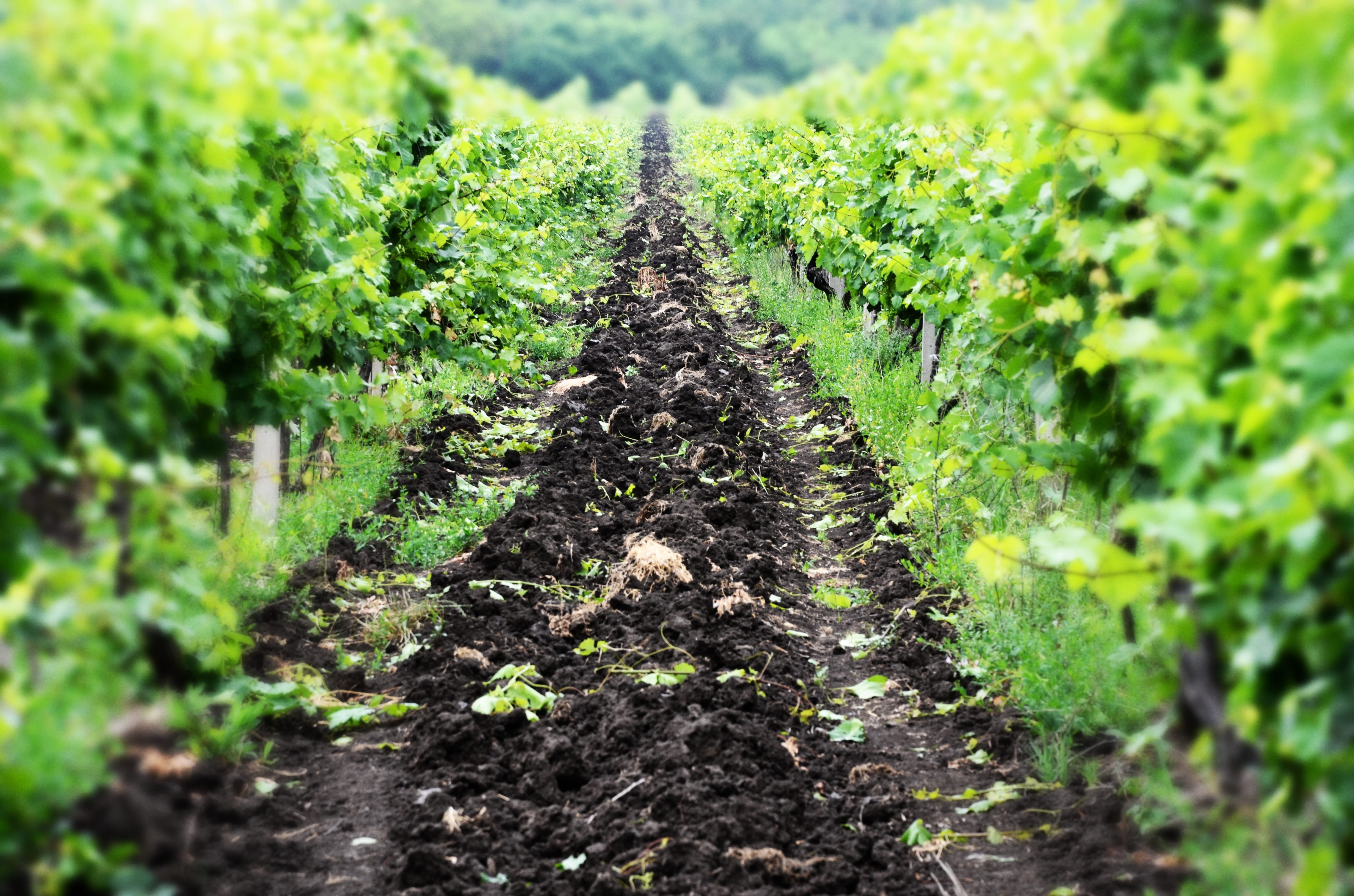 diminishing perspective, field, trail, day, direction, selective focus, landscape, dirt, growth, vineyard, no people, the way forward, plantation, green color, HD Wallpaper