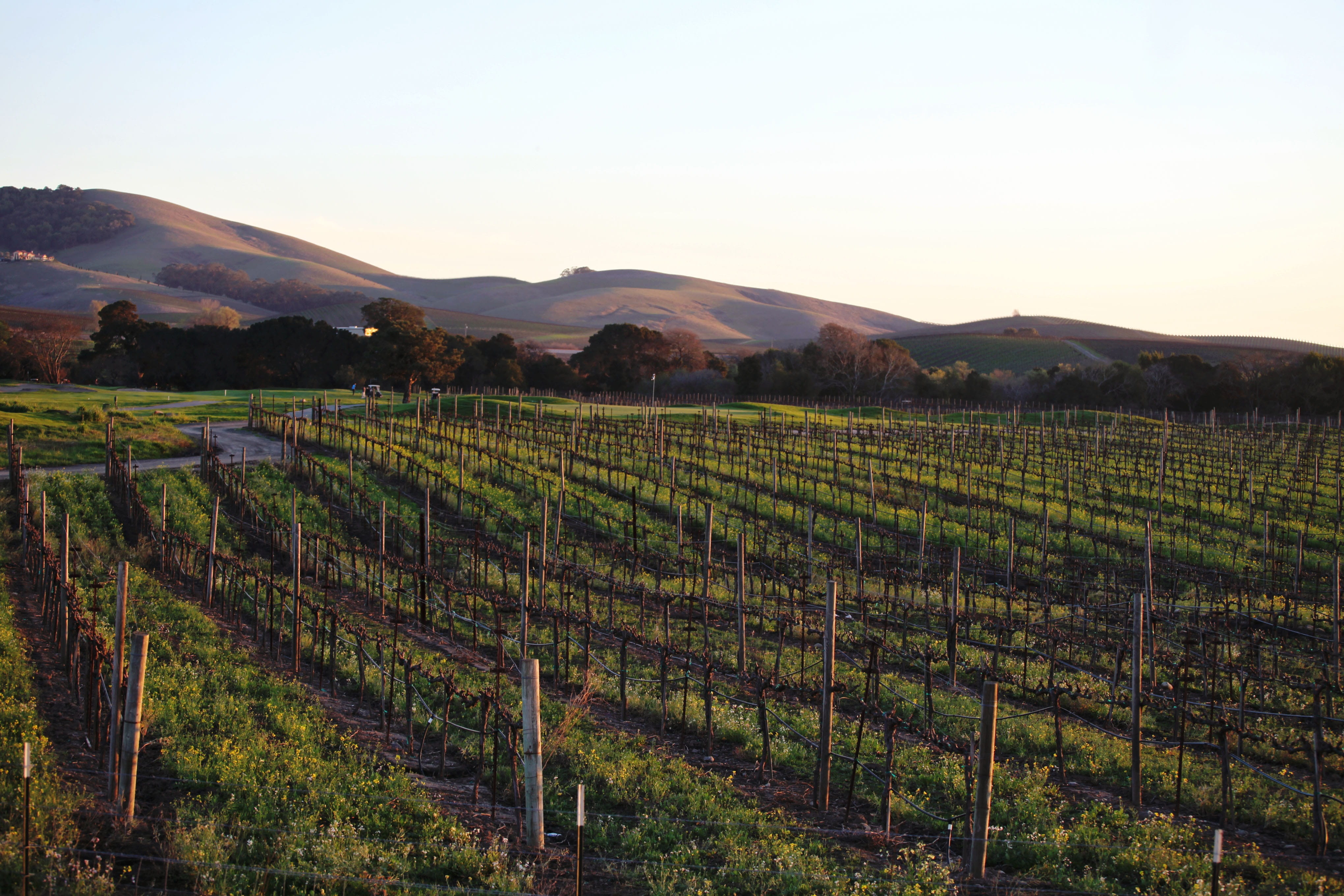 environment, Valley, rural scene, sonoma, vine, winemaking, agriculture, Grapes, scenics - nature, country, no people, field, tranquility, Napa, plant, HD Wallpaper
