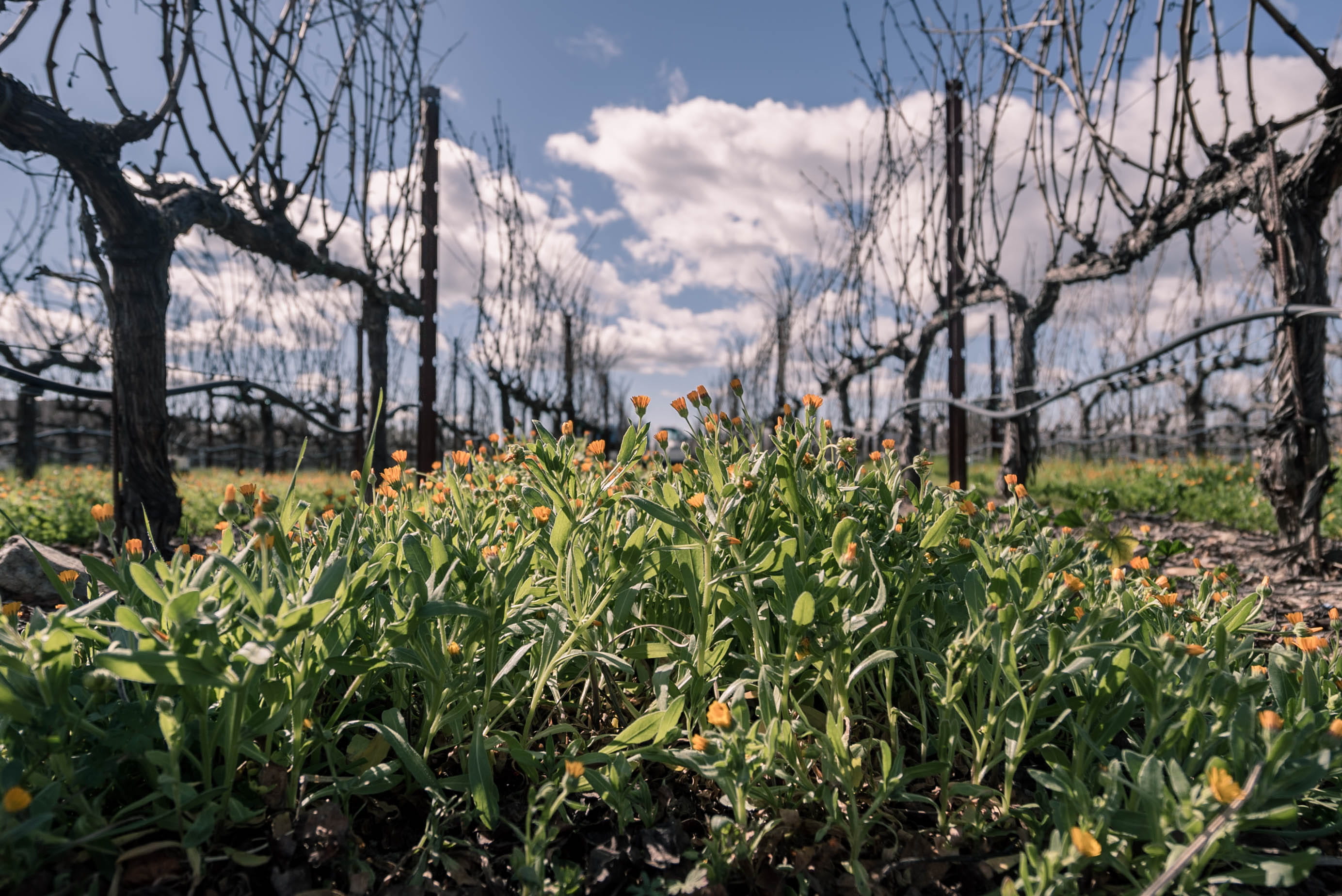 tree, 2K, tranquility, wines, landscape, field, day, photography, clouds, land, flowers, nature, valley, green color, napa, sunlight, no people, plant, HD Wallpaper