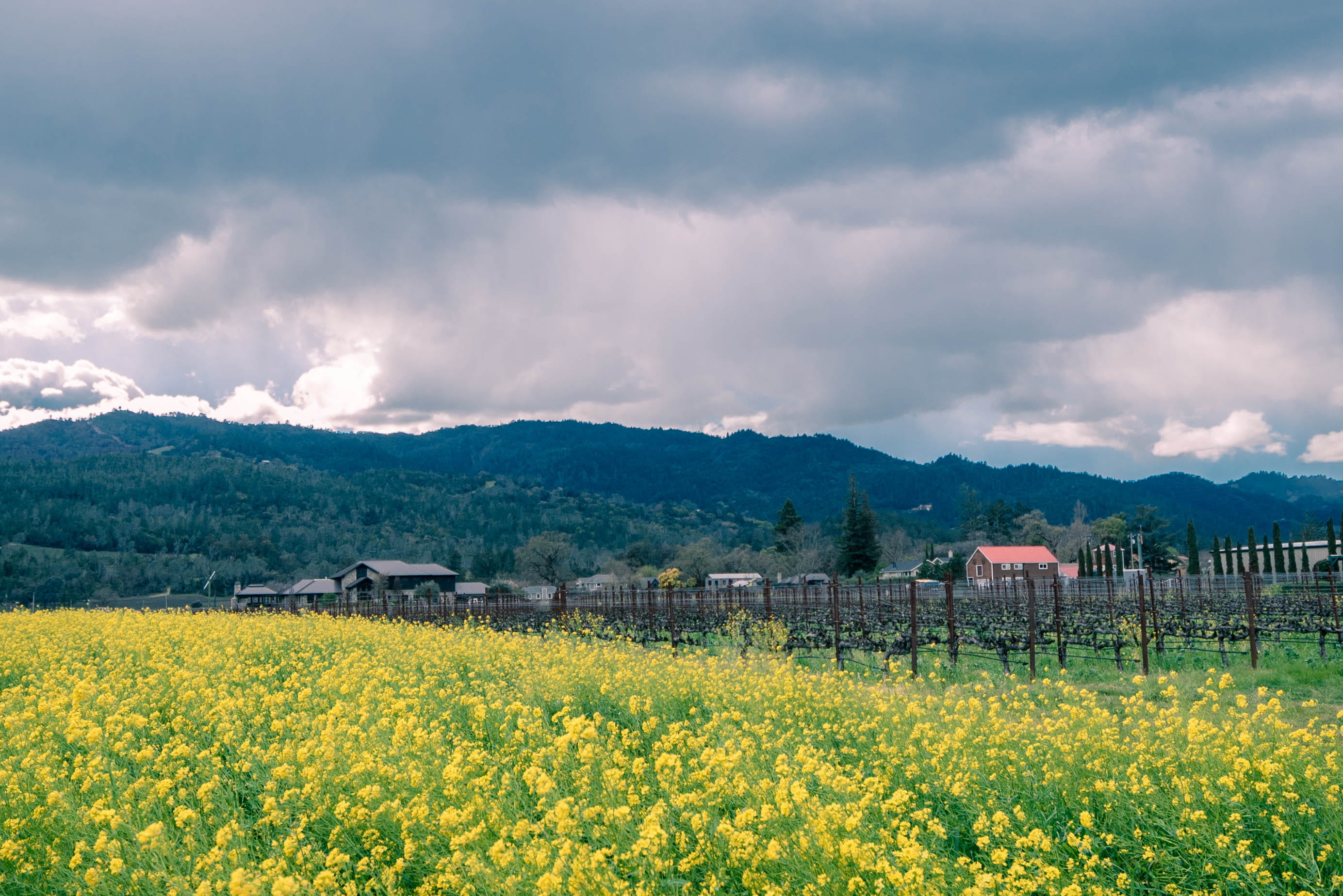 oilseed rape, flowering plant, storm, farm, united states, field, outdoors, springtime, valley, mountain, landscape, yellow, mustard, scenics - nature, HD Wallpaper