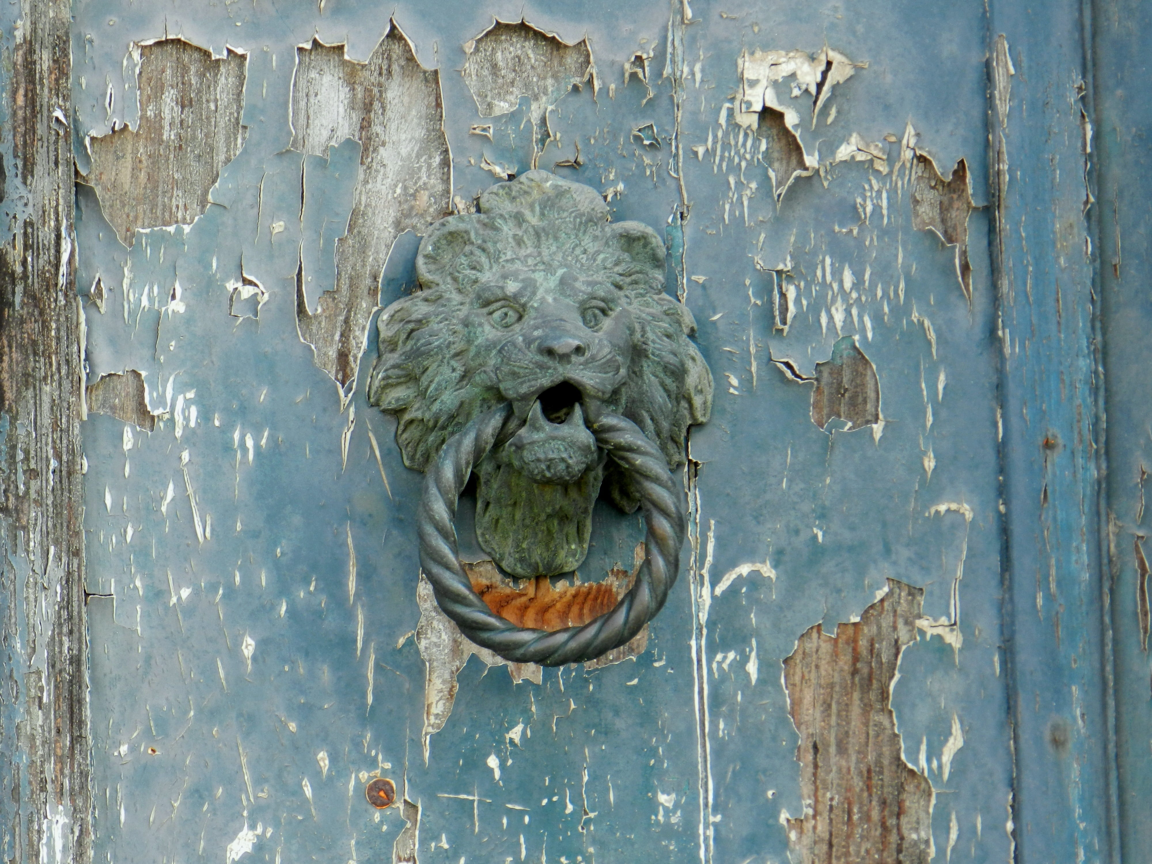 Blue, animal wildlife, Door Knocker, representation, close-up, lion - feline, animal head, weathered, italy, mammal, metal, 4K, Door, knocker, art and craft, HD Wallpaper