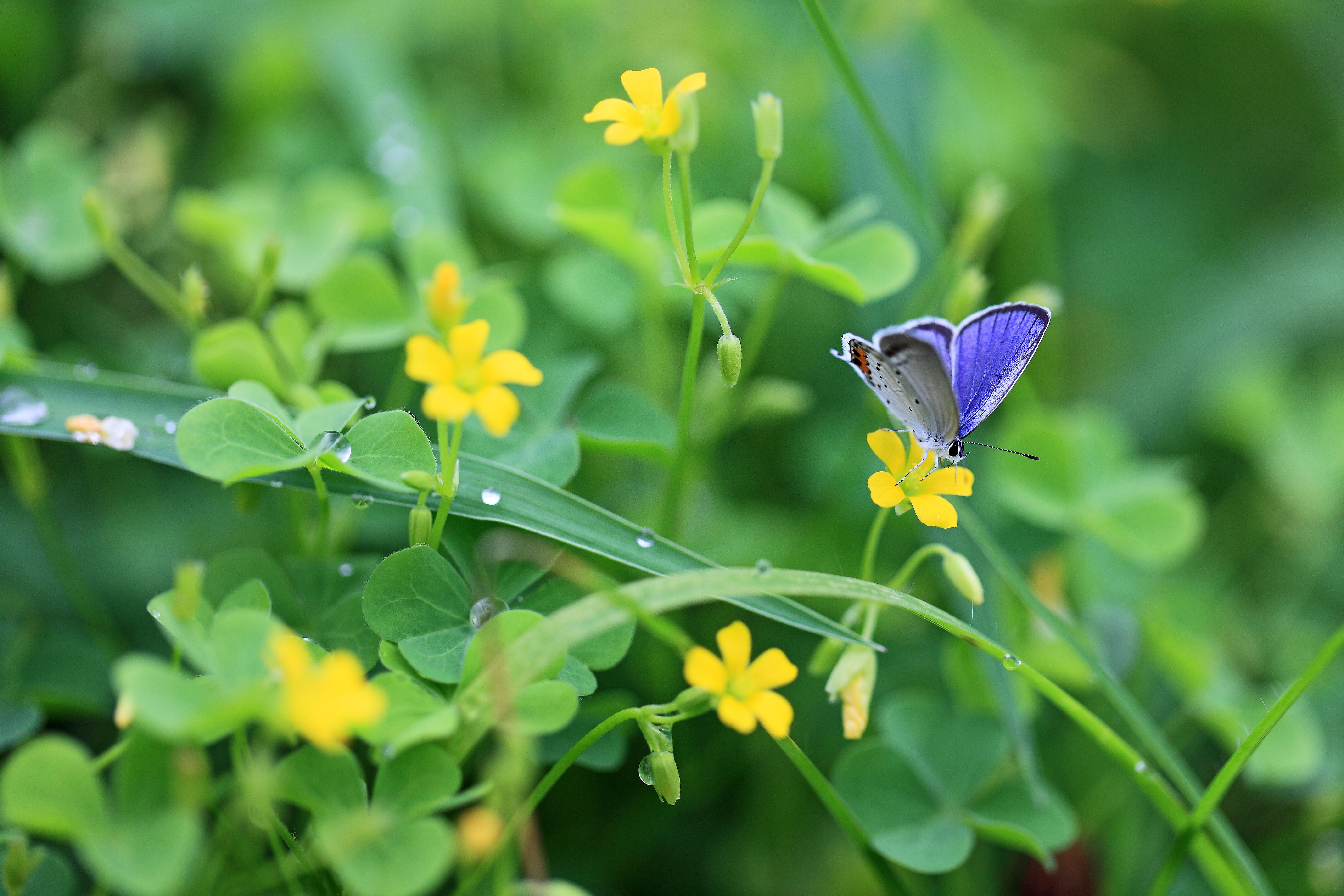 grass, plant part, macro, vibrant Color, green Color, color Image, invertebrate, fragility, purple, freshness, day, small, colors, yellow, wildlife, no people, HD Wallpaper