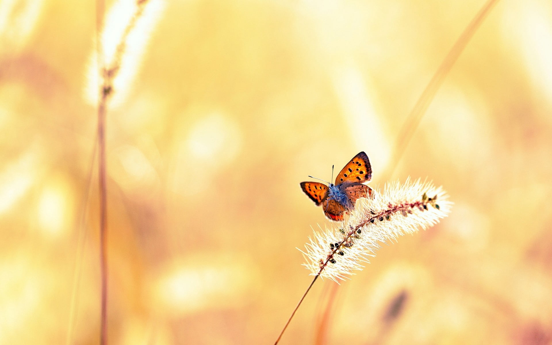 one animal, light, vibrant Color, copper, animal body part, no people, beauty, fragility, springtime, flight, leaf, animal themes, butterfly, color Image, HD Wallpaper