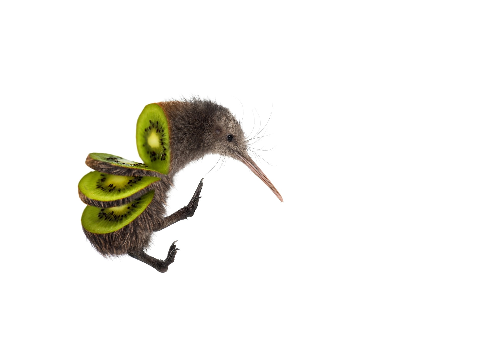 kiwi, pasare, 1080P, sarah de remer, bird, green, creative, fantasy, :D, fruit, HD Wallpaper