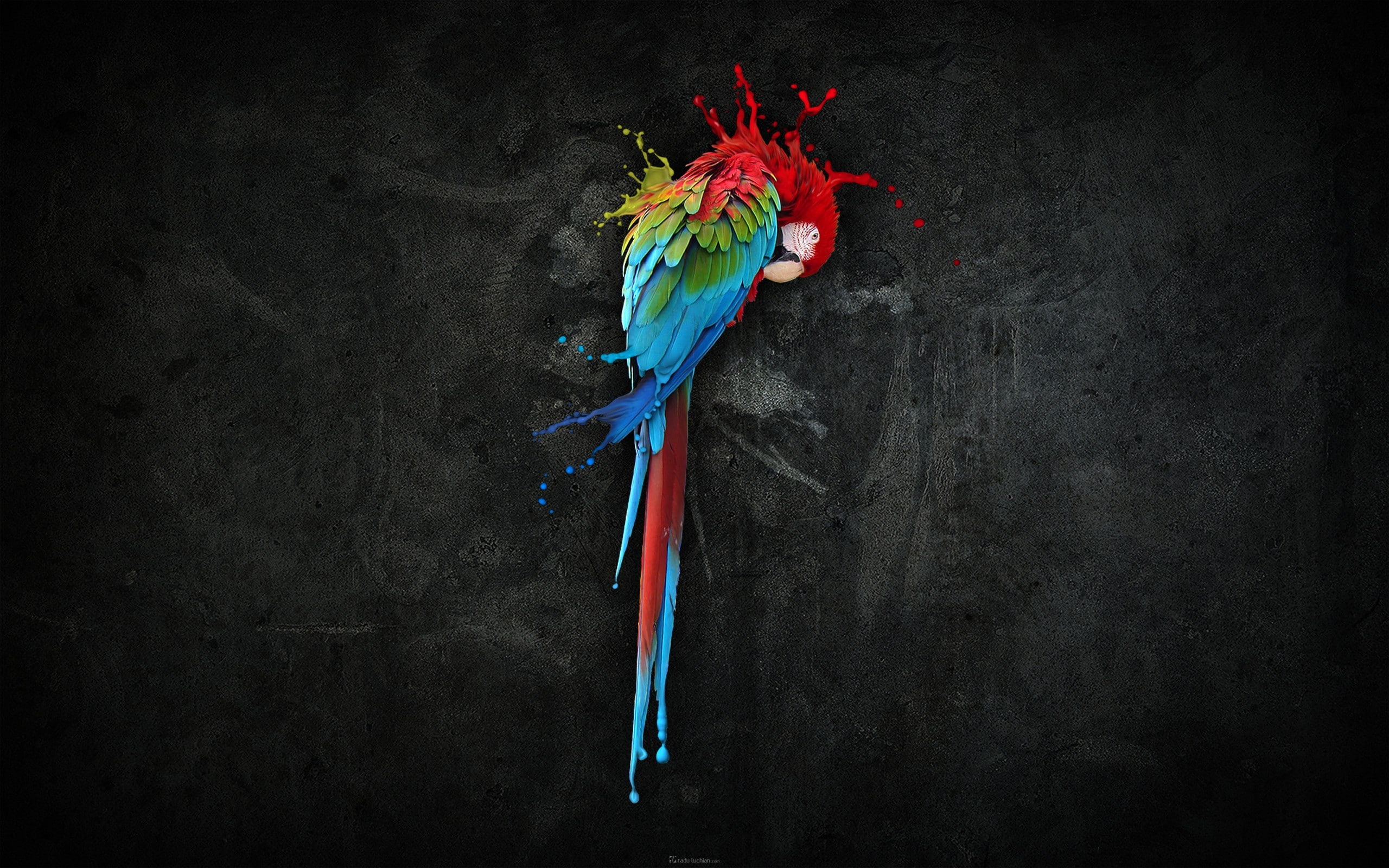 birds, macaws, liquid, parrot, animals, 2K, fantasy art, digital art, HD Wallpaper