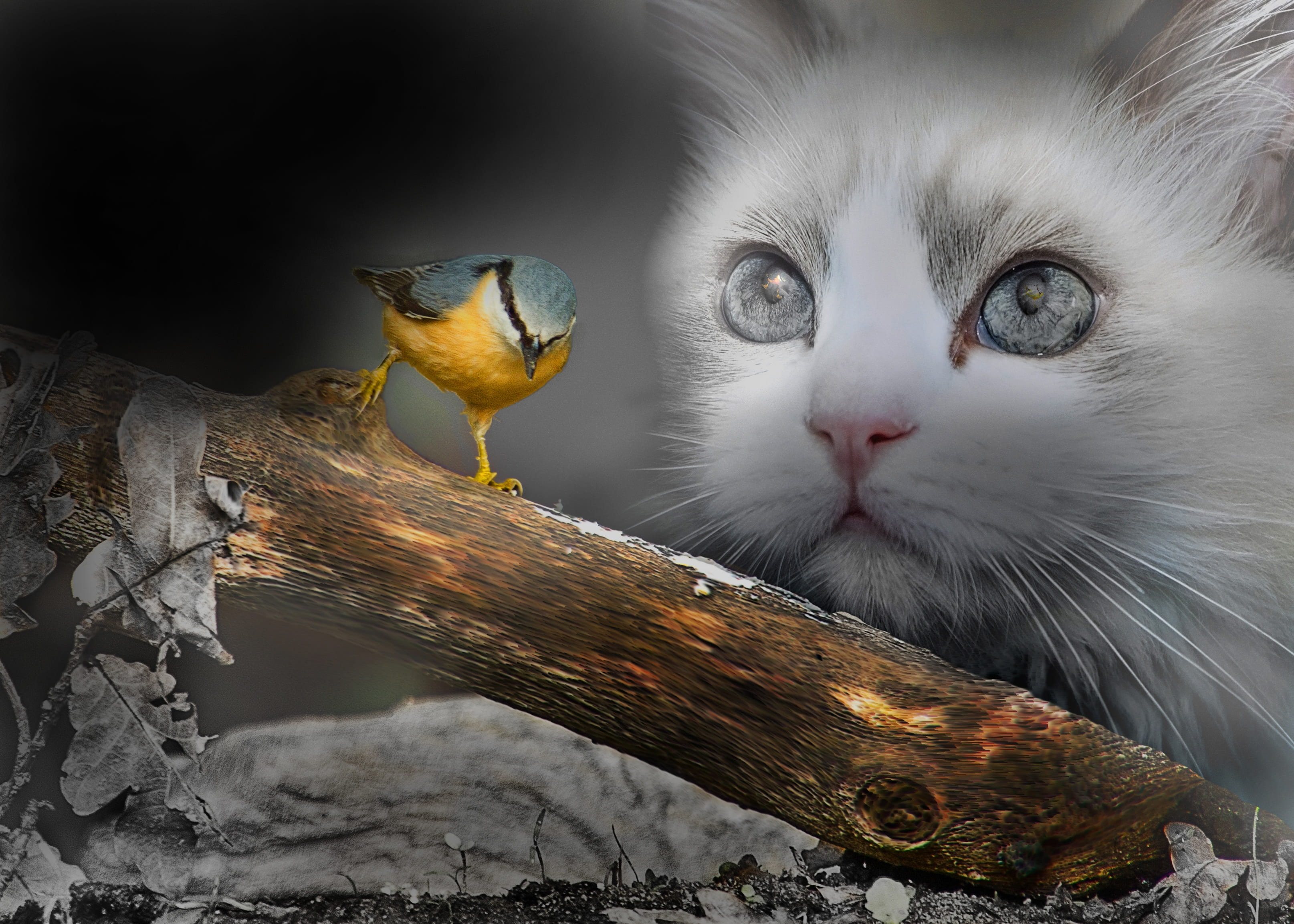 yellow, fantasy, cats, animal eye, branches, domestic cat, animal body part, black background, animals, close-up, pets, animal hair, branch, HD Wallpaper