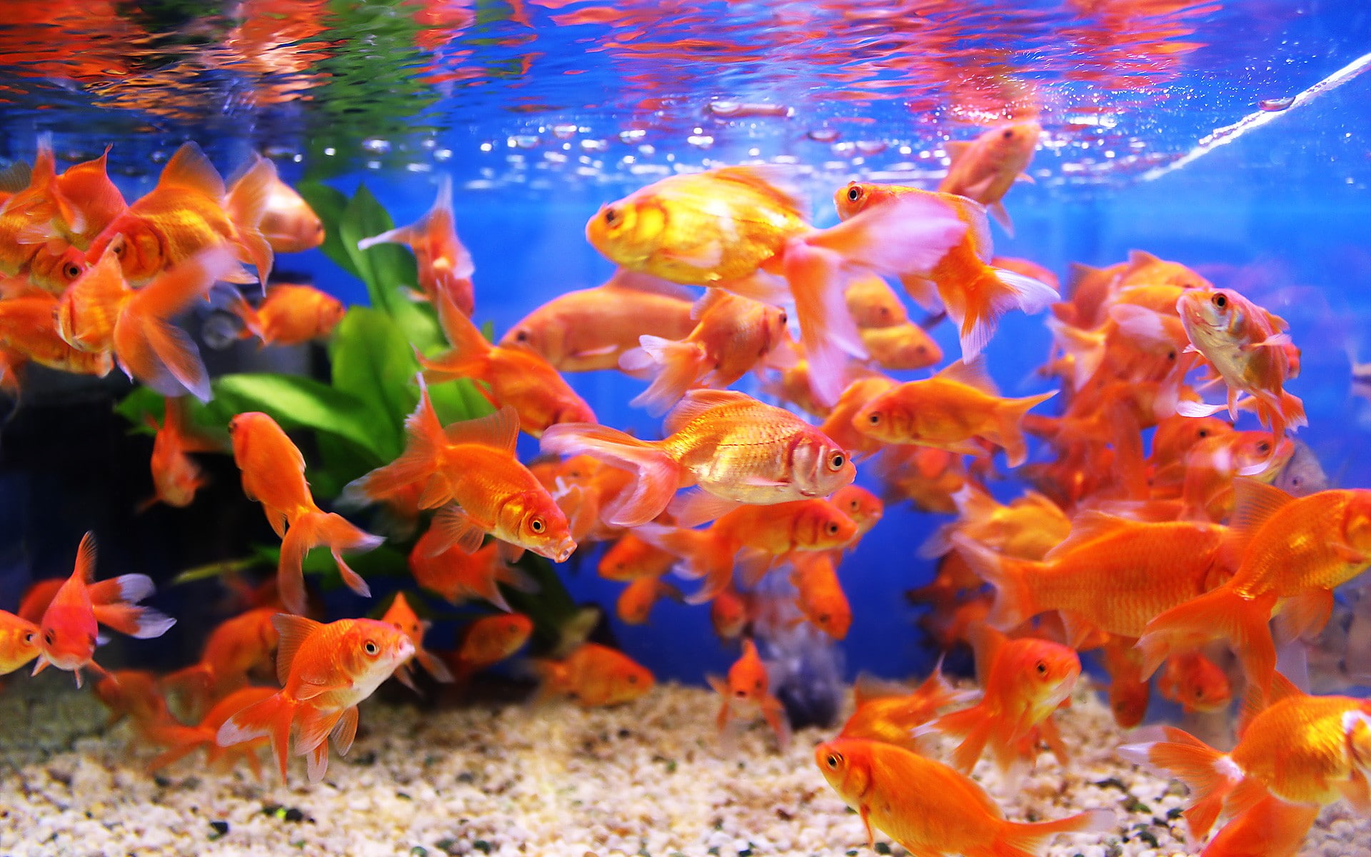 vertebrate, group of animals, animals in captivity, underwater, water, goldfish, school of fish, no people, sea, animal wildlife, sea life, undersea, nature, HD Wallpaper