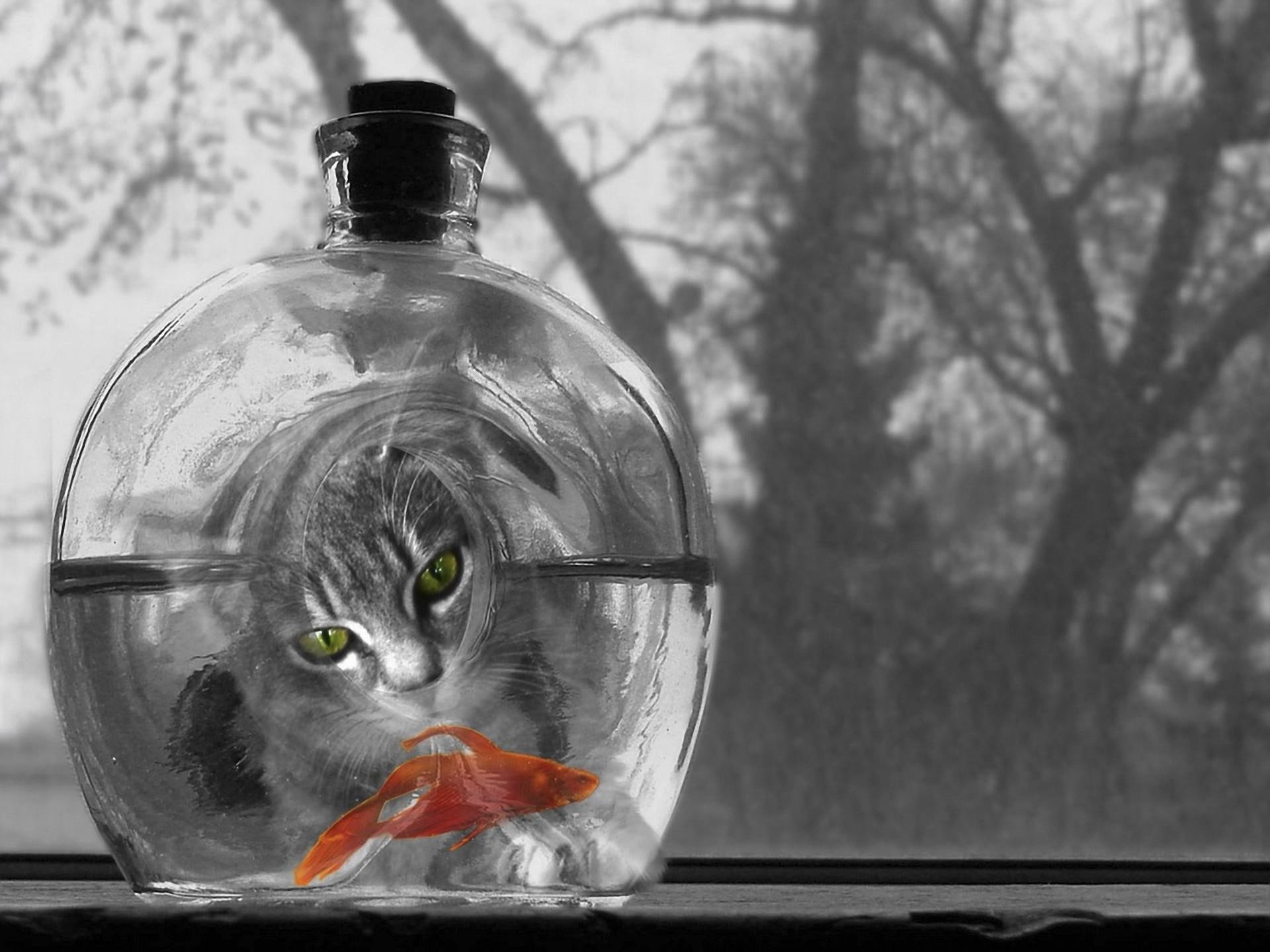 humor, 1080P, black, eyes, backgrounds, goldfish, desktop, white, cats, selective, mood, color, HD Wallpaper