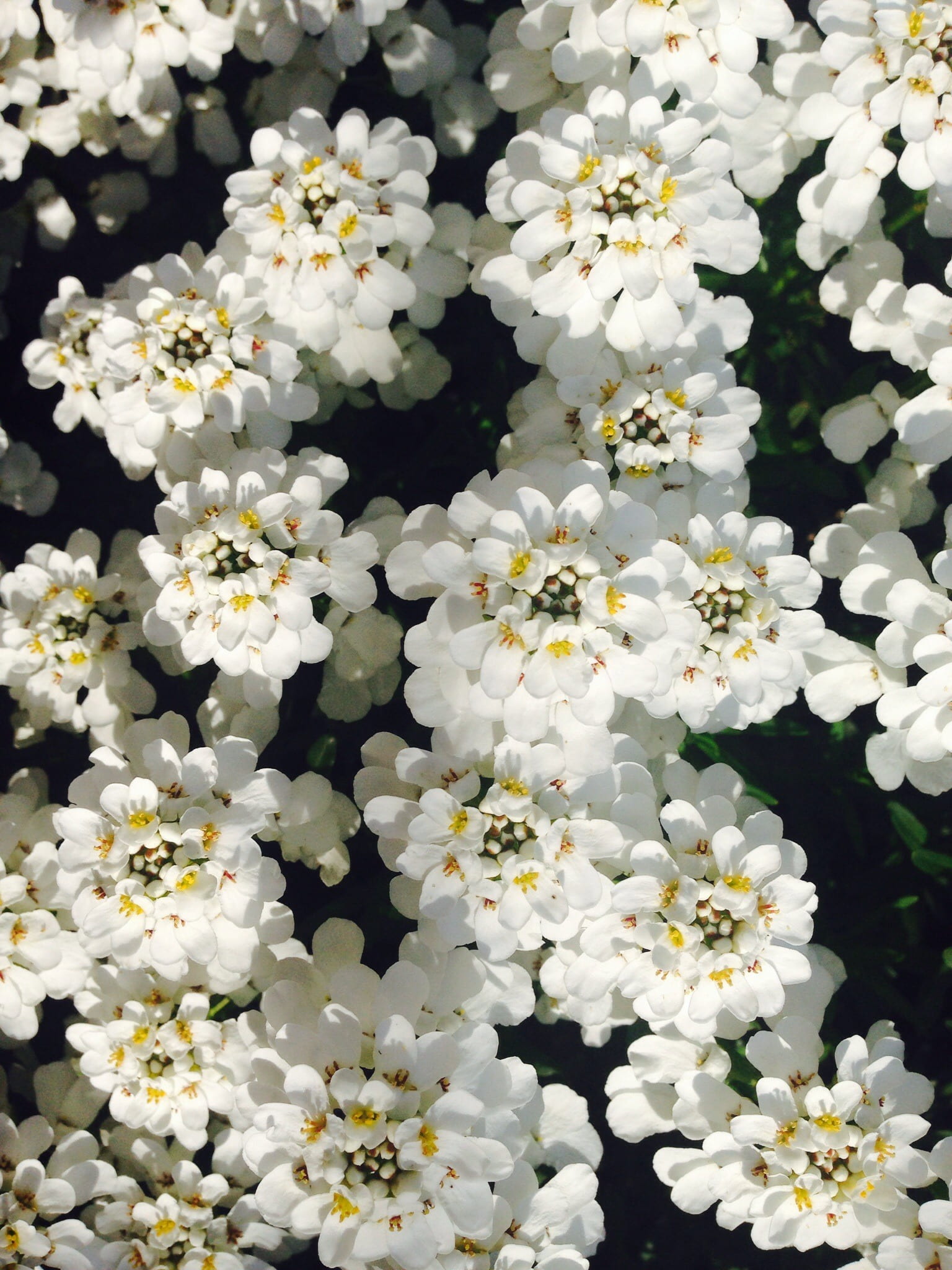 inflorescence, 1080P, close-up, spring, plant, relaxation, white color, freshness, no people, spa, surprise, luck, springtime, high angle view, garden, Phone HD Wallpaper