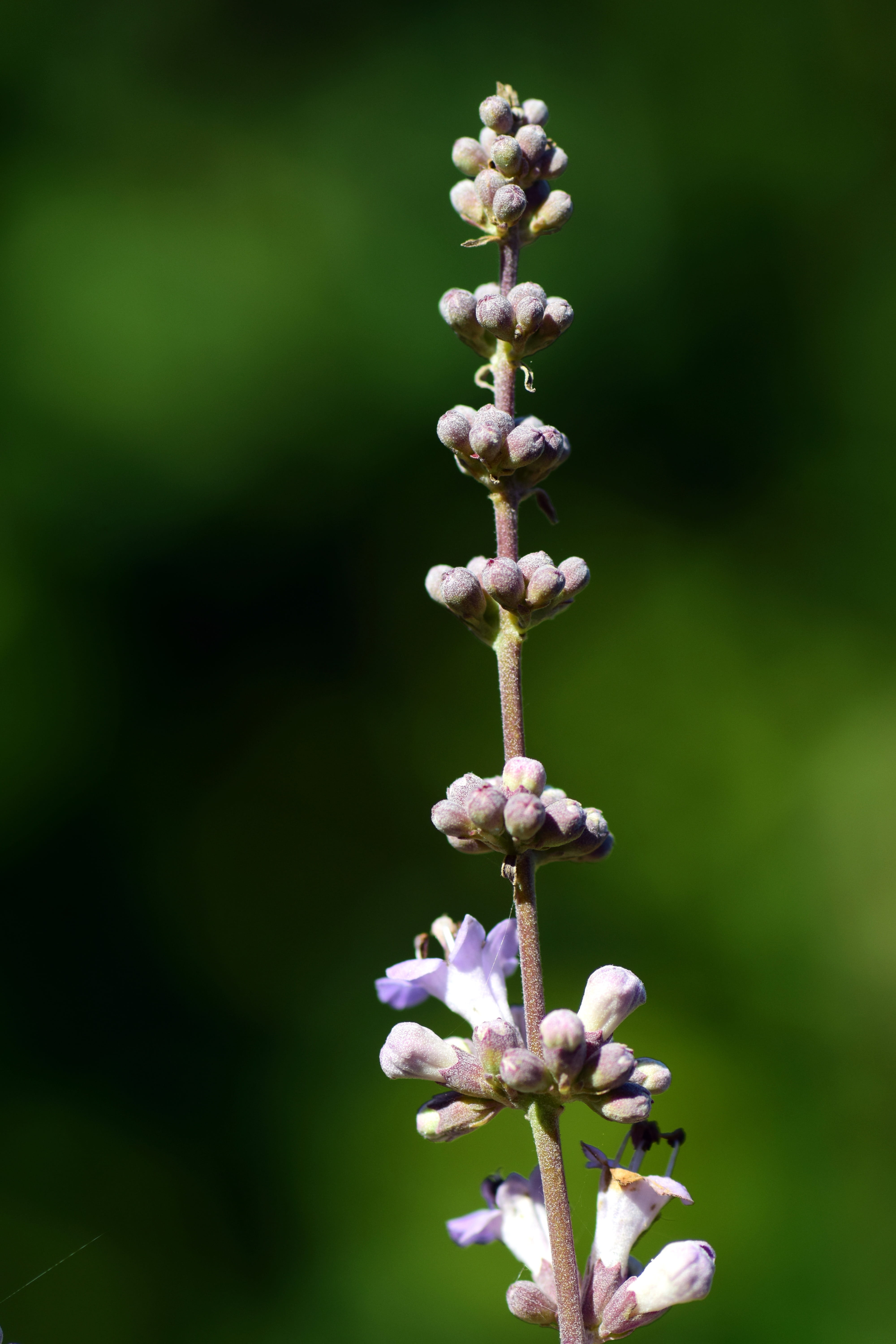 springtime, medicinal herb, flower head, day, medicinal plant, outdoors, monk pepper, freshness, no people, nature, sunlight, purple, herbal medicine, fragility, Phone HD Wallpaper