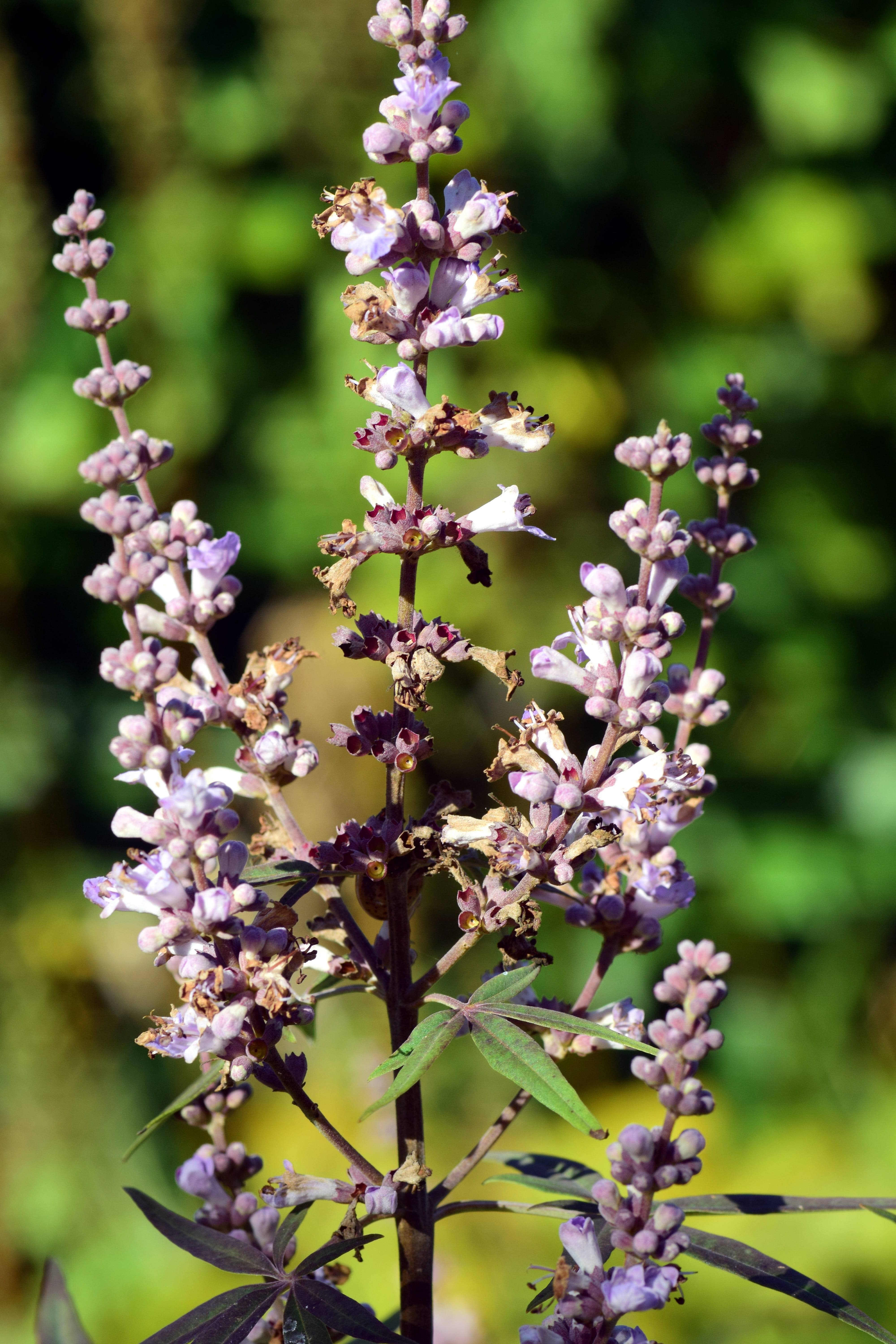 bud, medicinal plant, bloom, outdoors, focus on foreground, plant, freshness, herbal medicine, growth, agnus castus, inflorescence, medicinal herbs, stengel, Phone HD Wallpaper