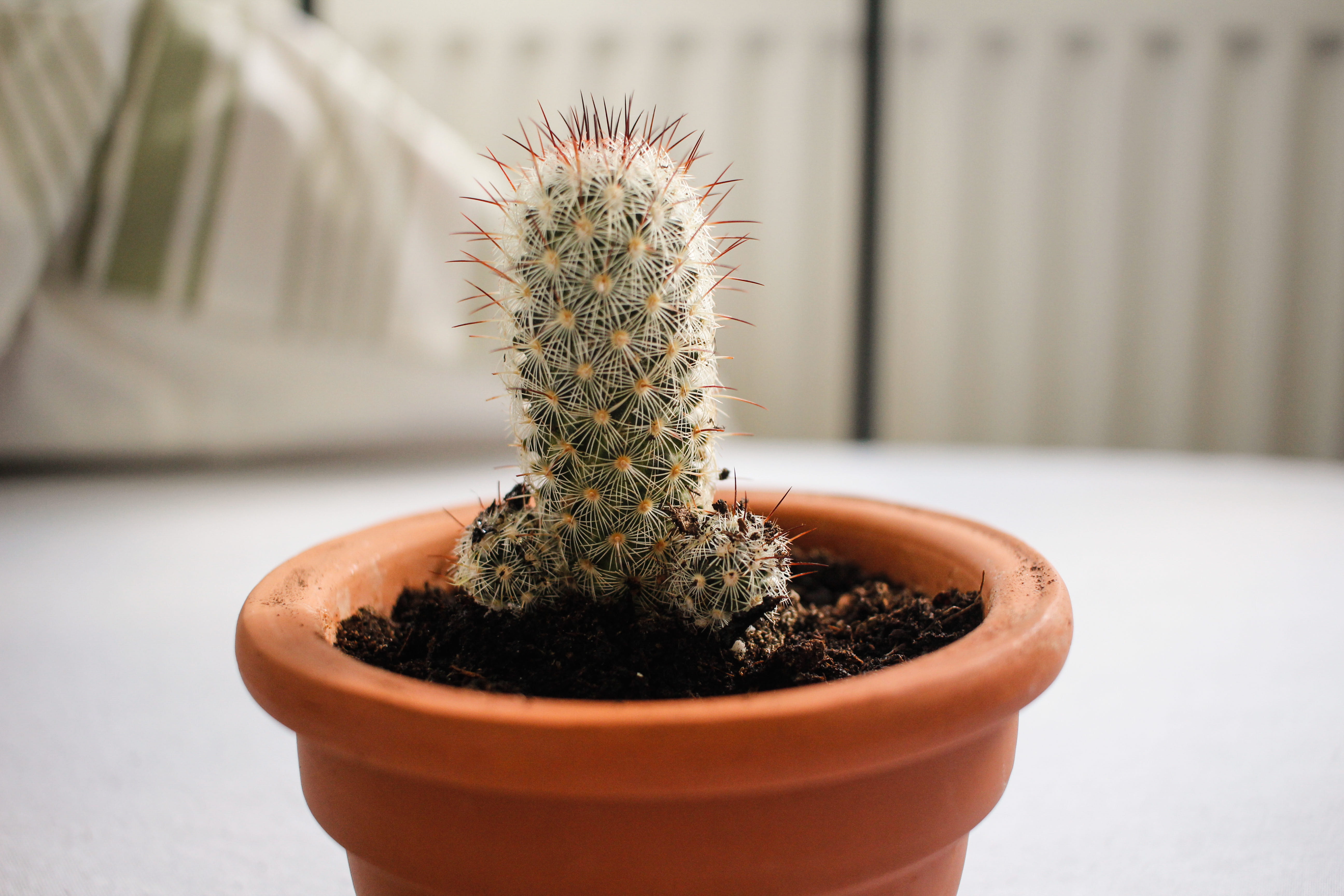 needle - plant part, outdoors, day, beauty in nature, nature, pot, small, plant, green color, cactus, 5K, close-up, tropical, growth, focus on foreground, HD Wallpaper