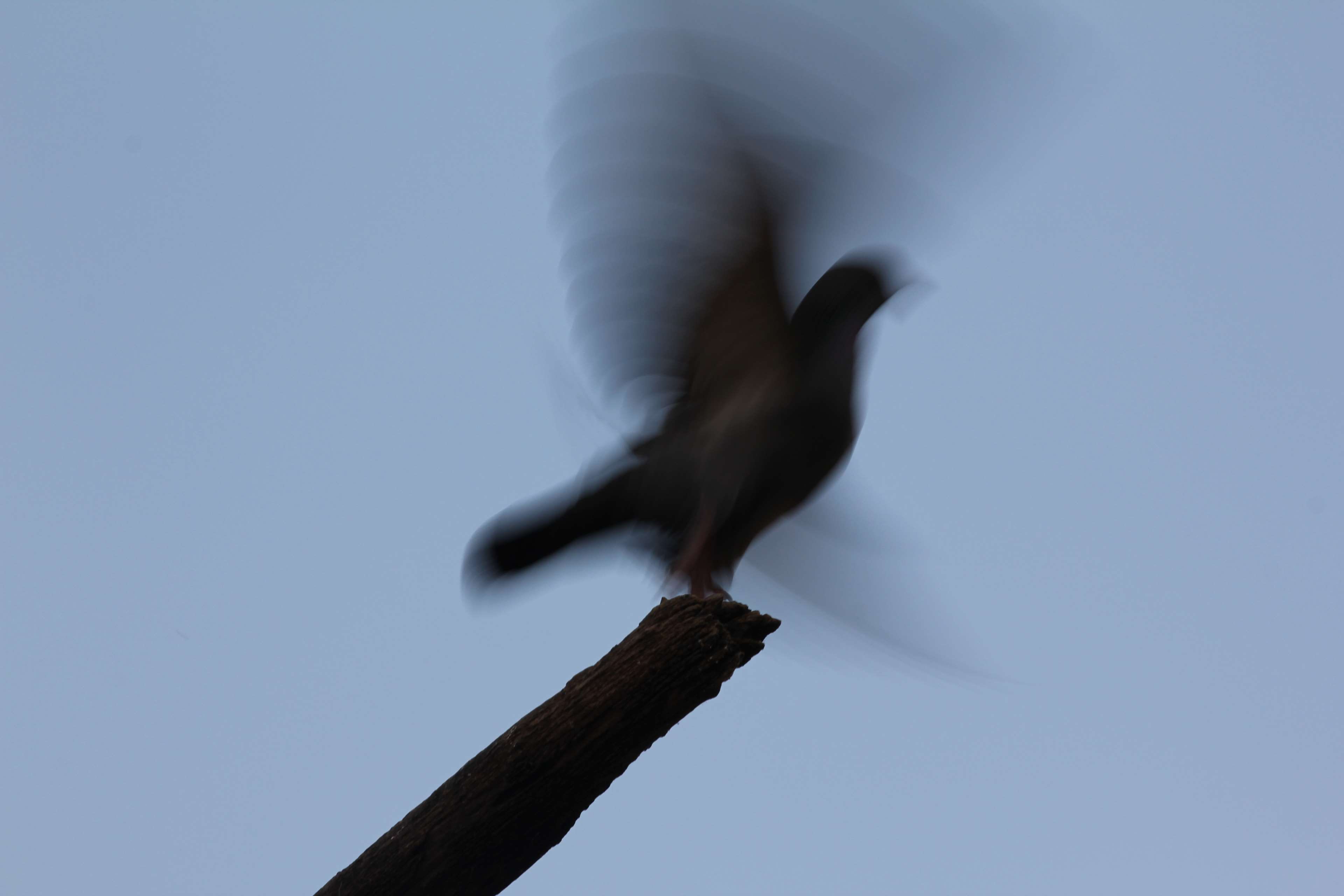 no people, tree, mammal, animal themes, blurred motion, bird, day, low angle view, pigeon, outdoors, flying, one animal, vibrant, sky, fader, animals in the wild, HD Wallpaper