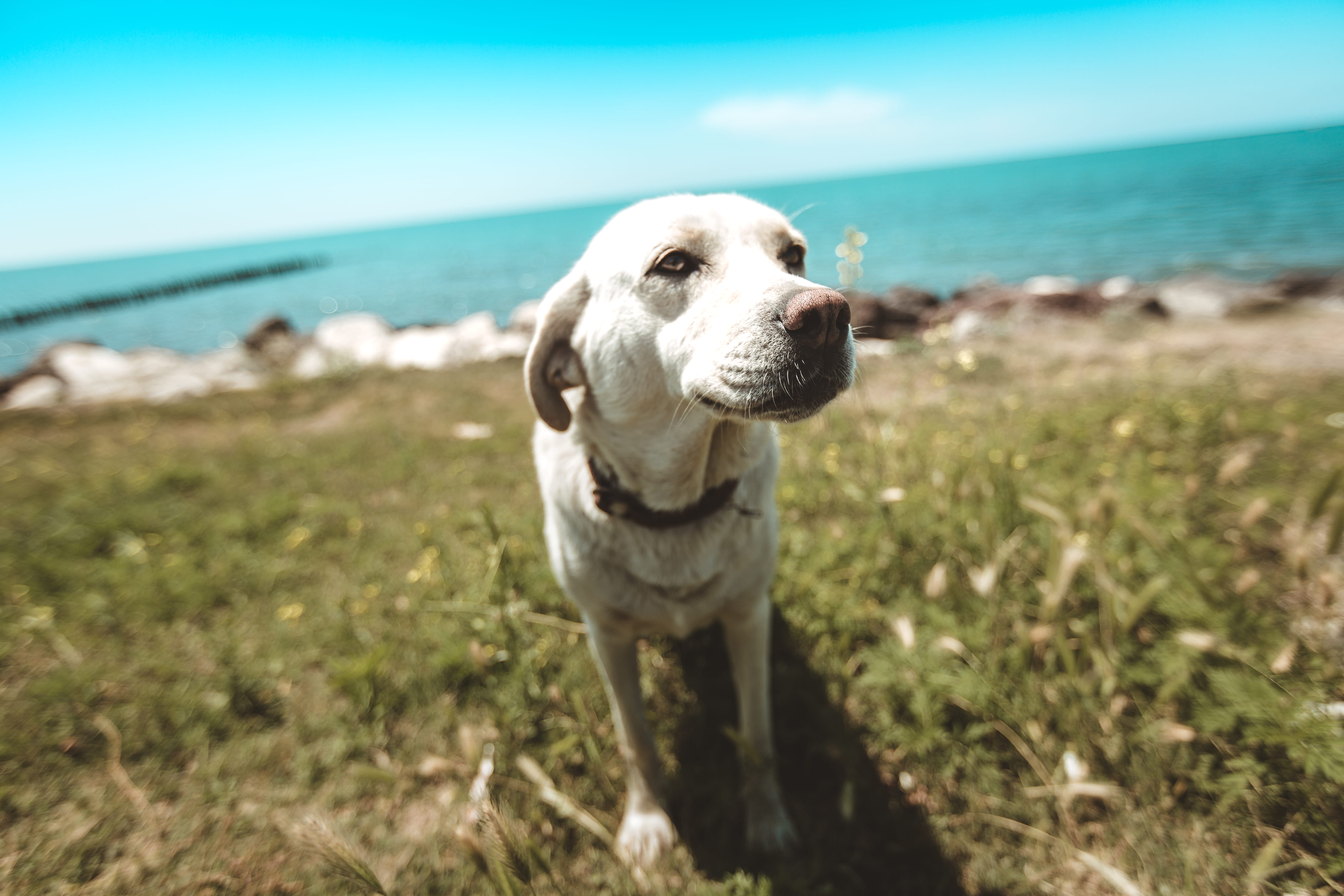 strap, puppy, land, horizon over water, 5K, nature, animal themes, one animal, sea, field, vertebrate, pets, coated, pet, no people, day, canine, hound, HD Wallpaper