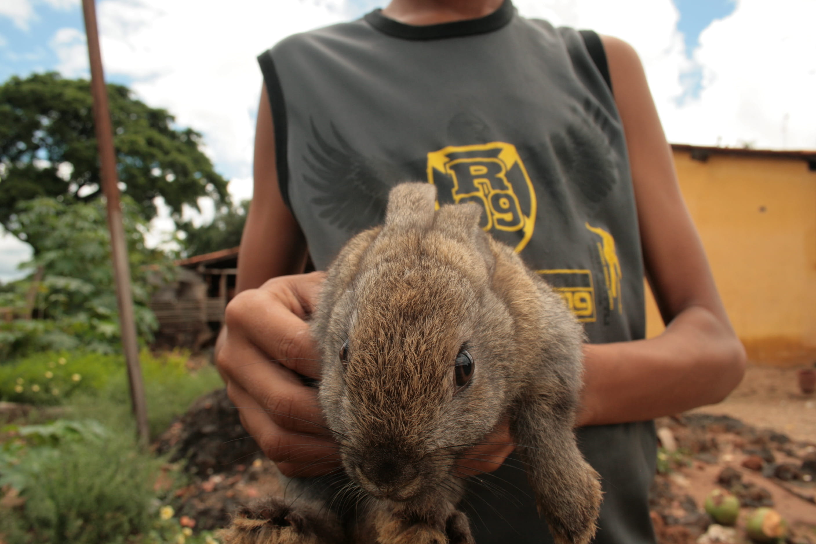 animal wildlife, 2K, poti velho, nature, brazil, boy, animals in the wild, care, close-up, rabbit, one person, one animal, lifestyles, real people, focus on foreground, HD Wallpaper