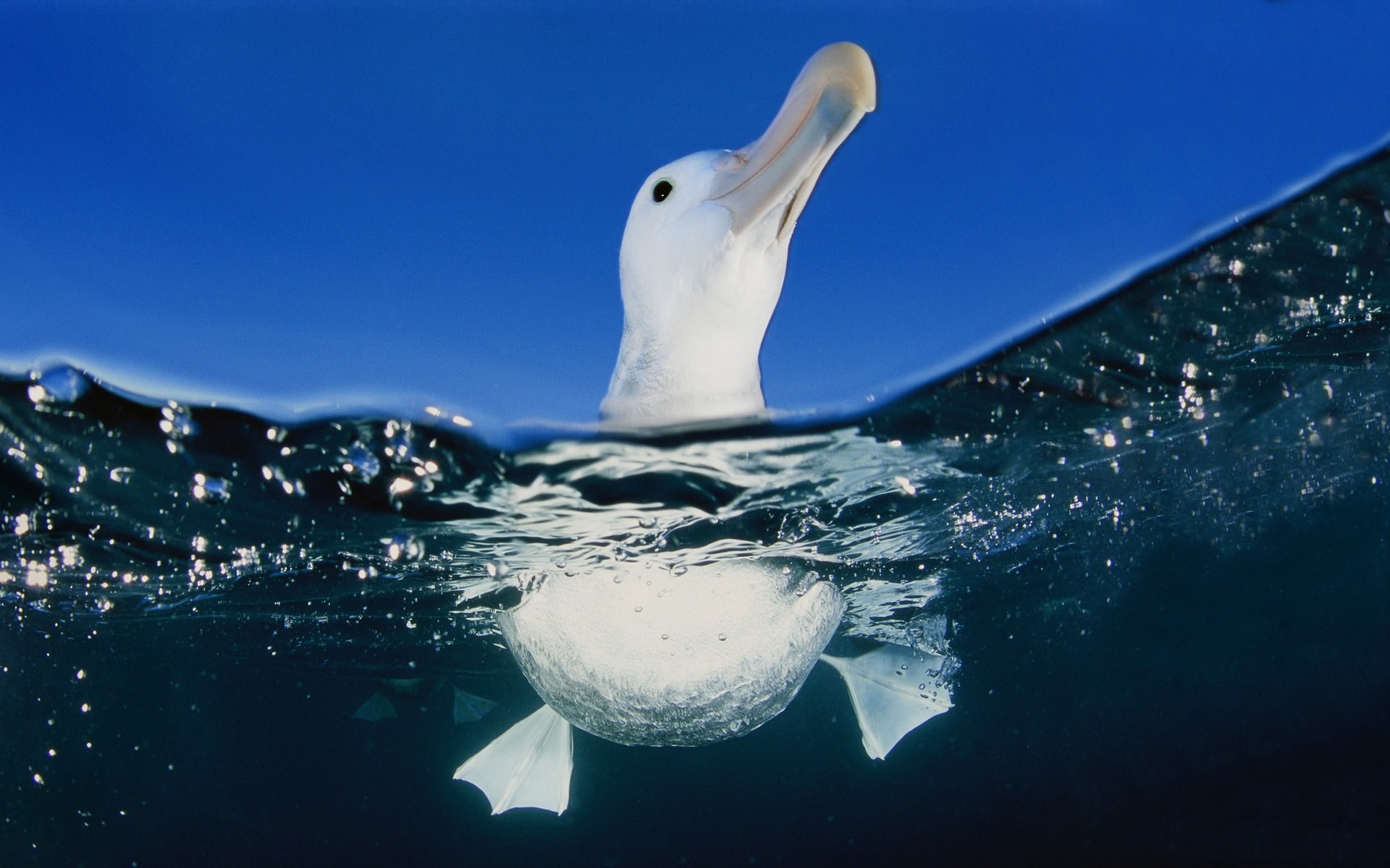 1080P, WATER, SEA, BIRD, SEAGULL, MEMBRANE, GLOW, PAWS, HD Wallpaper