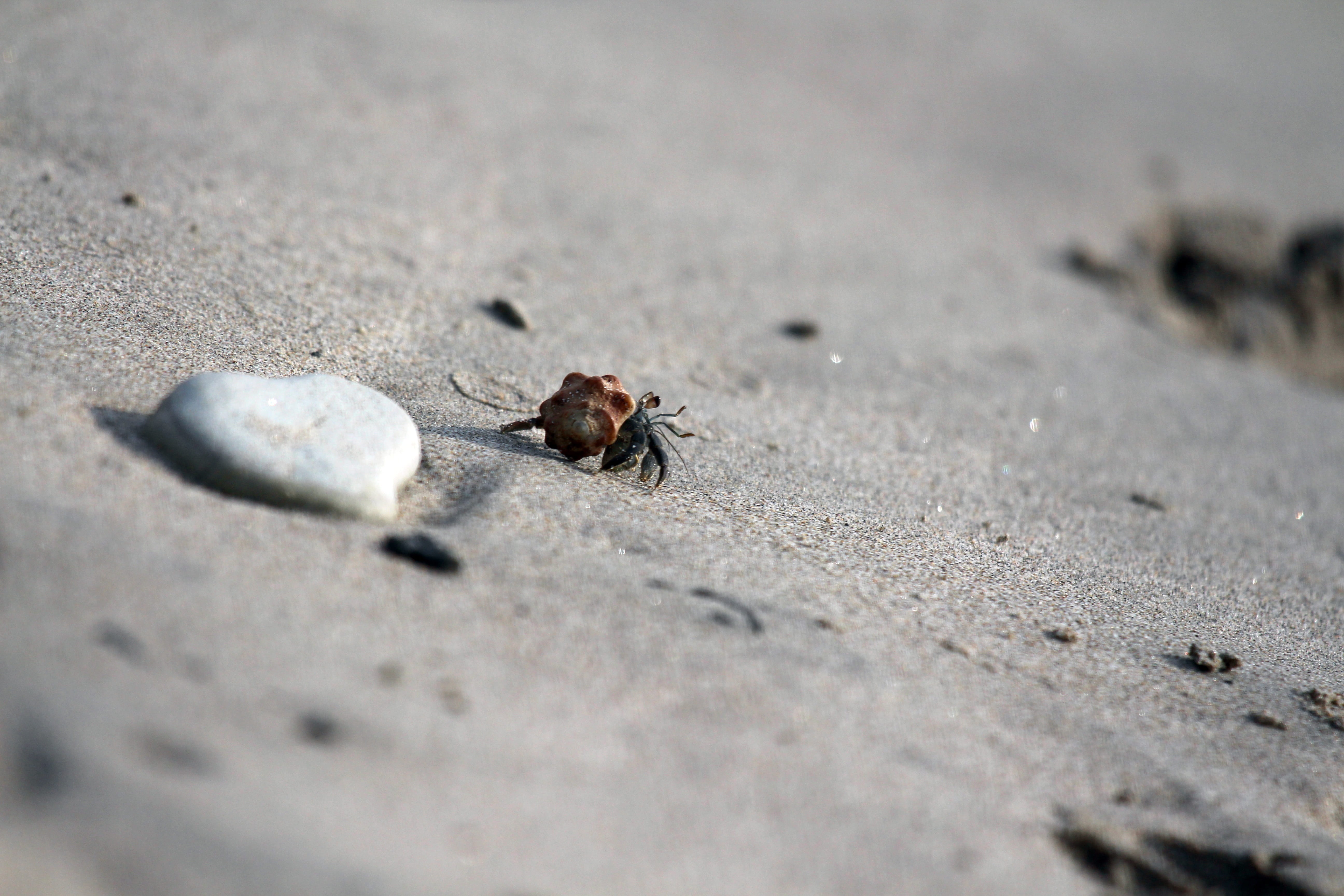 photography, close-up, one animal, rodent, insect, no people, beach, land, ant, sand, 5K, invertebrate, crawling, fauna, nature, animal wildlife, animal, HD Wallpaper
