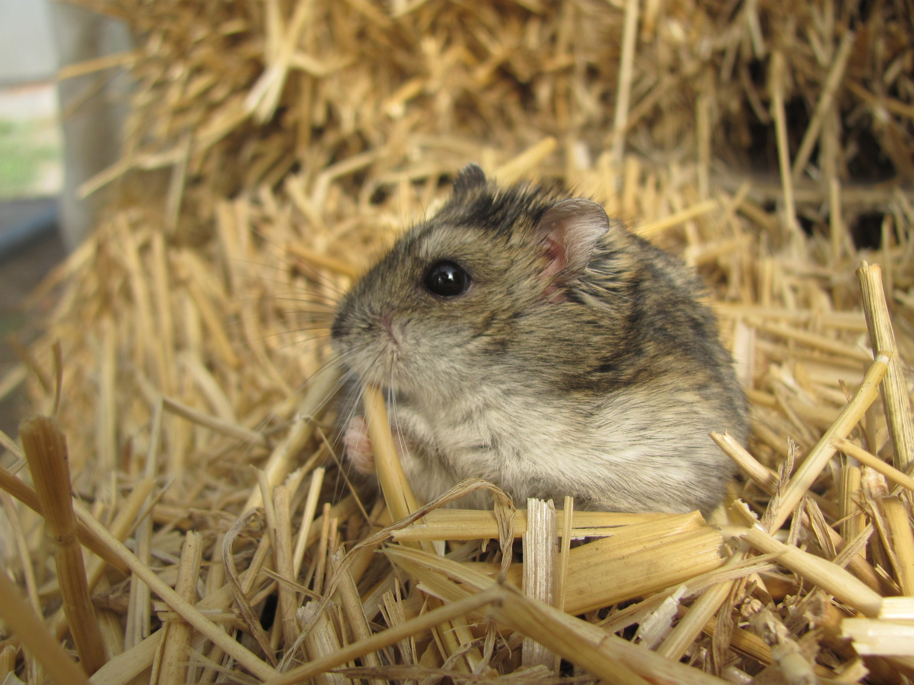 vertebrate, wildlife, plant, nature, no people, close-up, baby, sawdust, hay, one Animal, rodent, looking, domestic Animals, mammal, young Animal, farm, HD Wallpaper