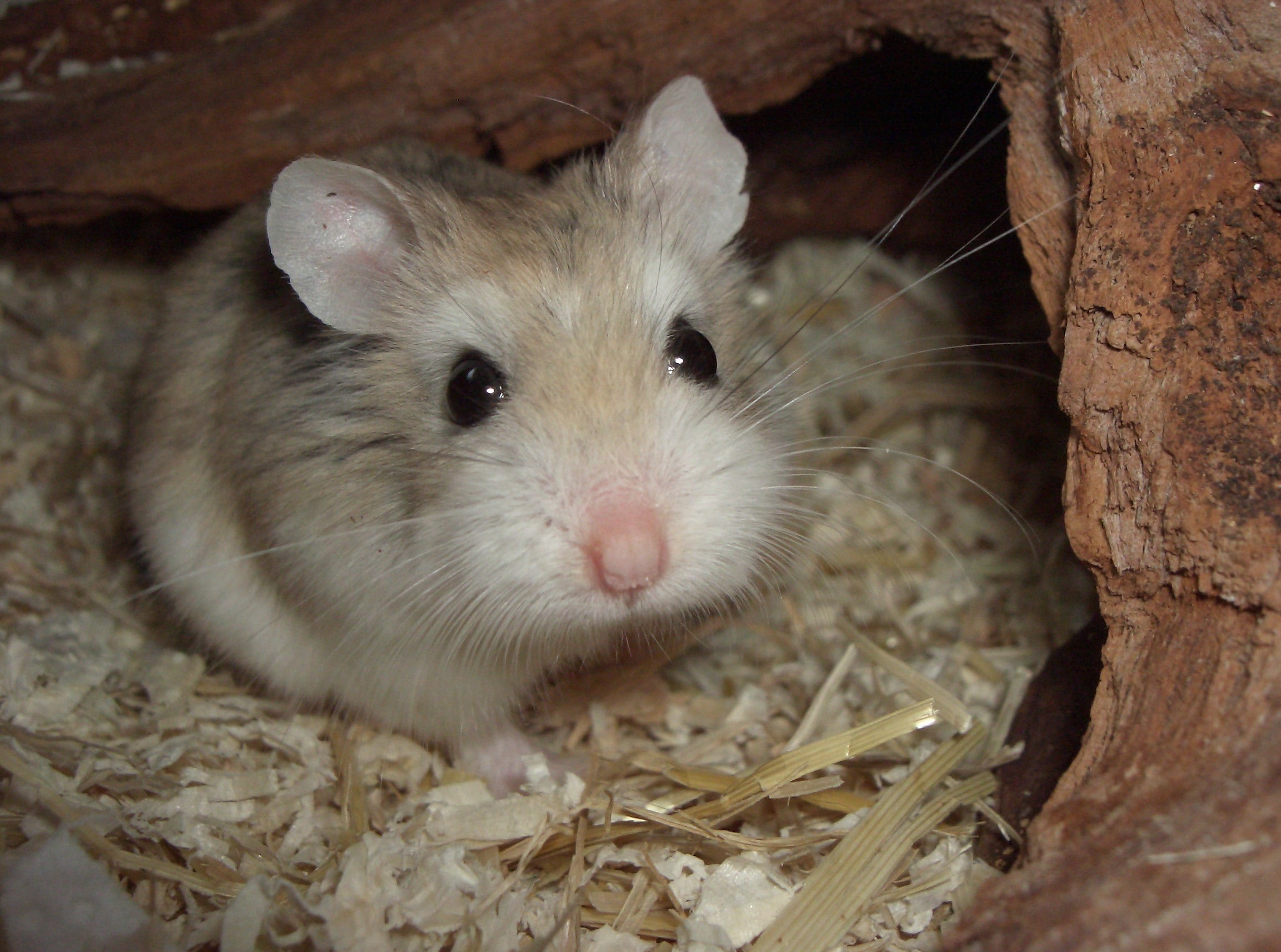 Sawdust, House, looking at camera, cute, indoors, animal hair, Mink, no people, mammal, animal themes, vertebrate, one animal, 1080P, animal wildlife, HD Wallpaper