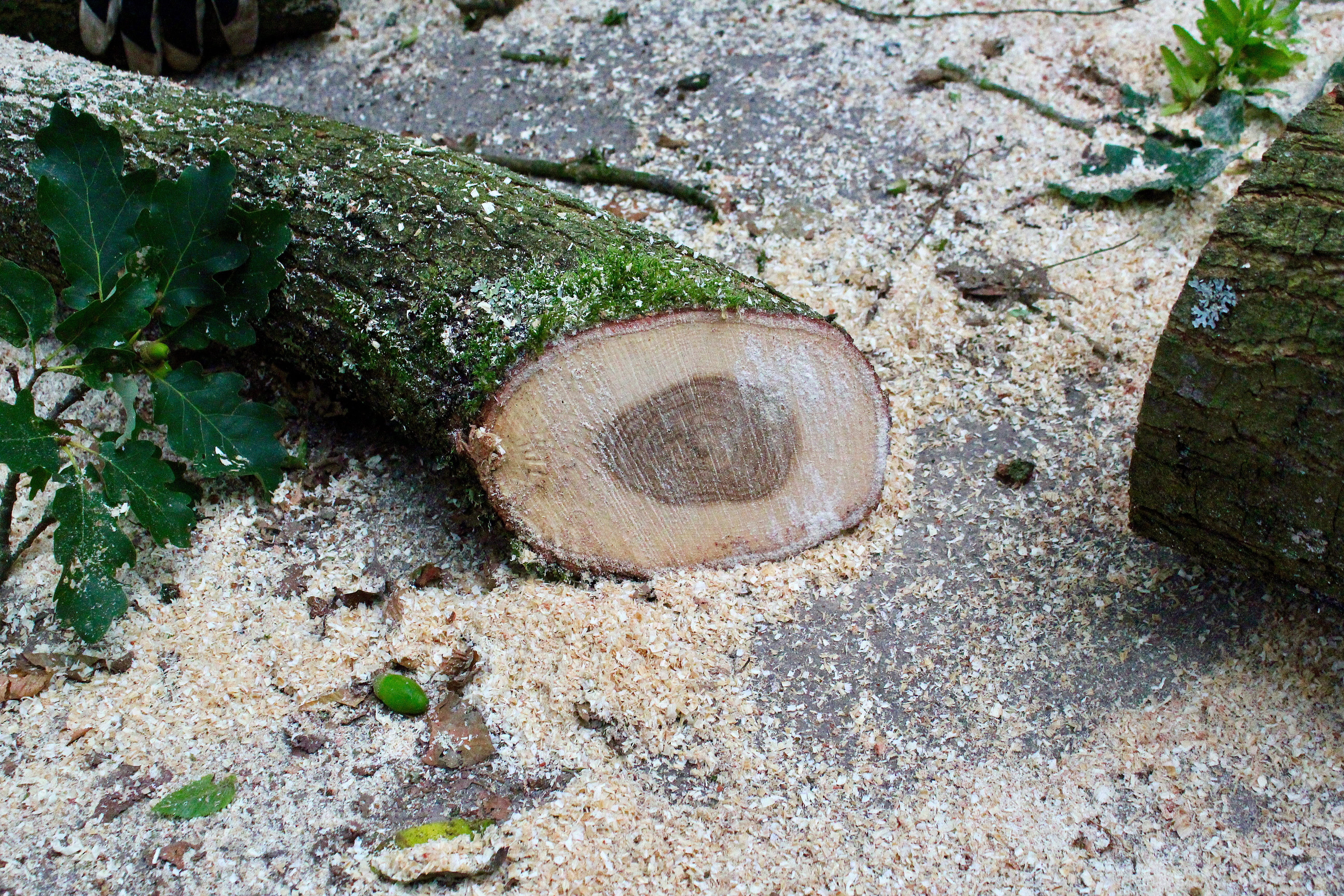growth, land, deforestation, Wood, tranquility, one animal, plant part, Sawdust, high angle view, tree, Acorns, day, no people, Moss, plant, close-up, rock, HD Wallpaper