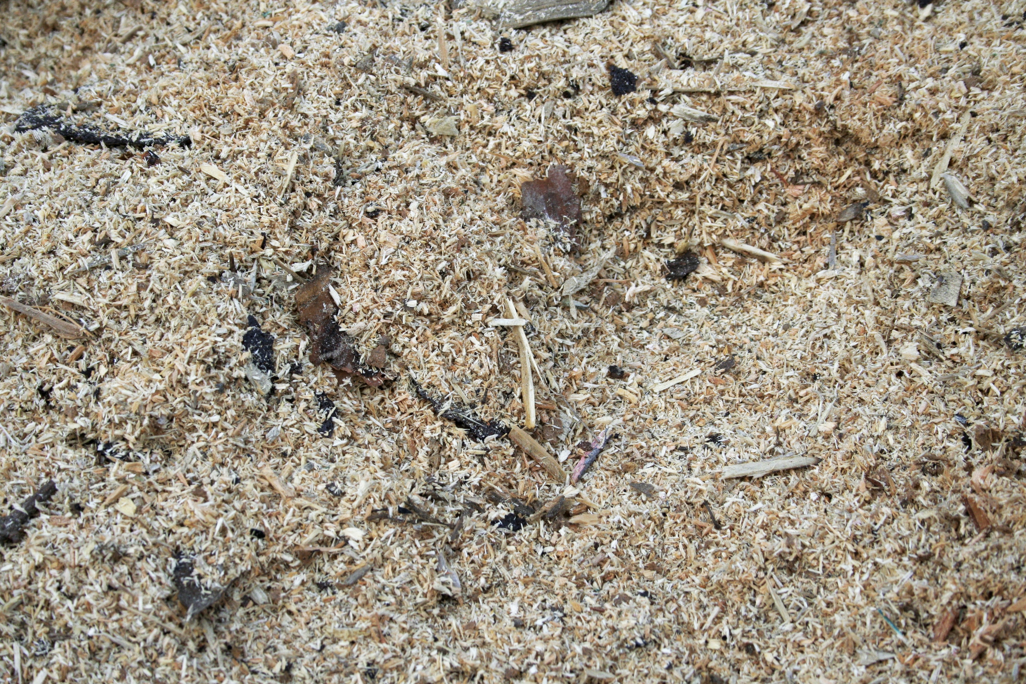 texture, full frame, land, directly above, day, 2K, nature, animal themes, chipped wood, animal, textured, wood, snippets, animals in the wild, invertebrate, HD Wallpaper