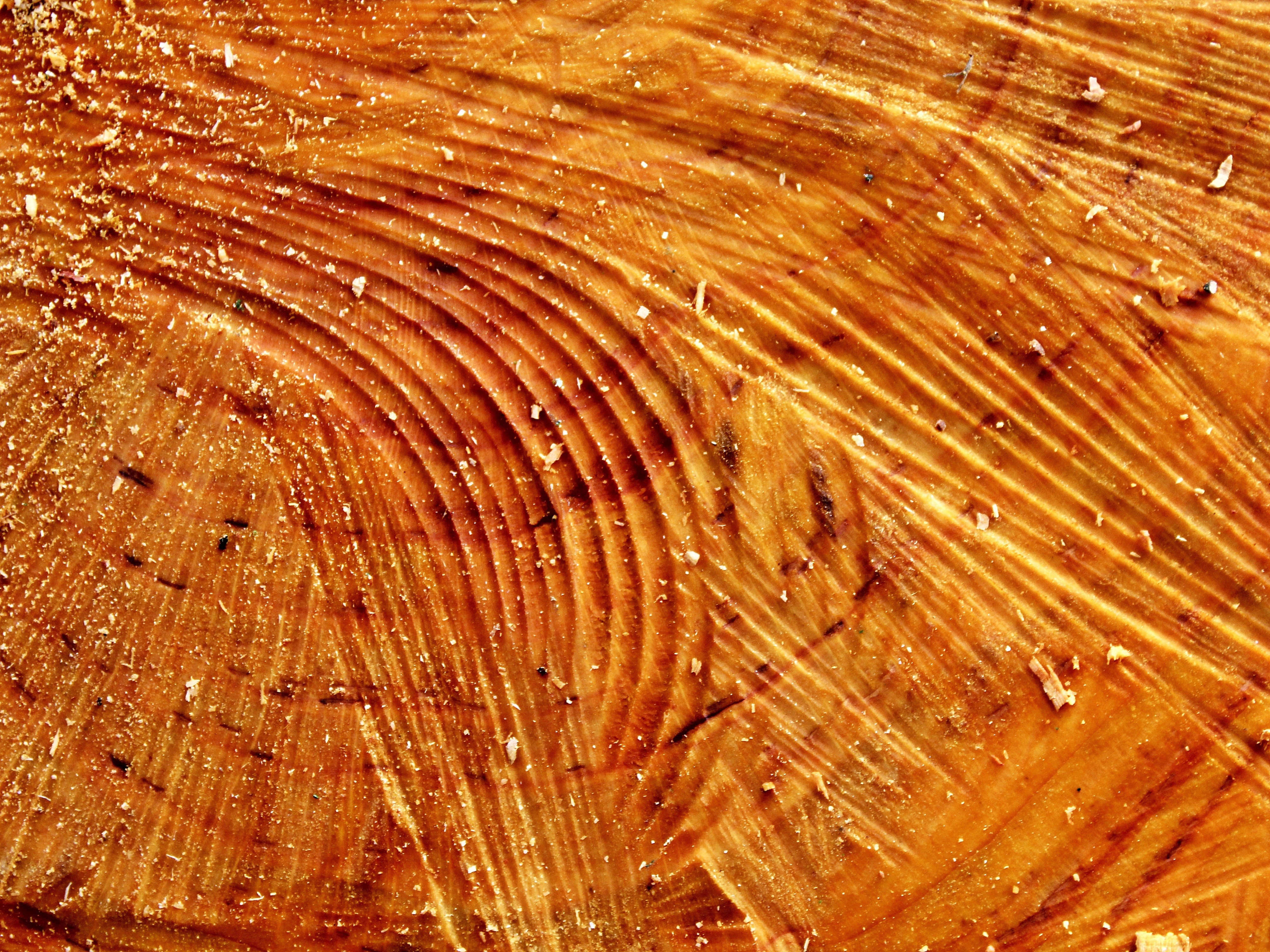 time, surface, annual rings, sawdust, natural pattern, background, wood grain, texture, brown, timber, structure, high angle view, wood - material, tree ring, HD Wallpaper