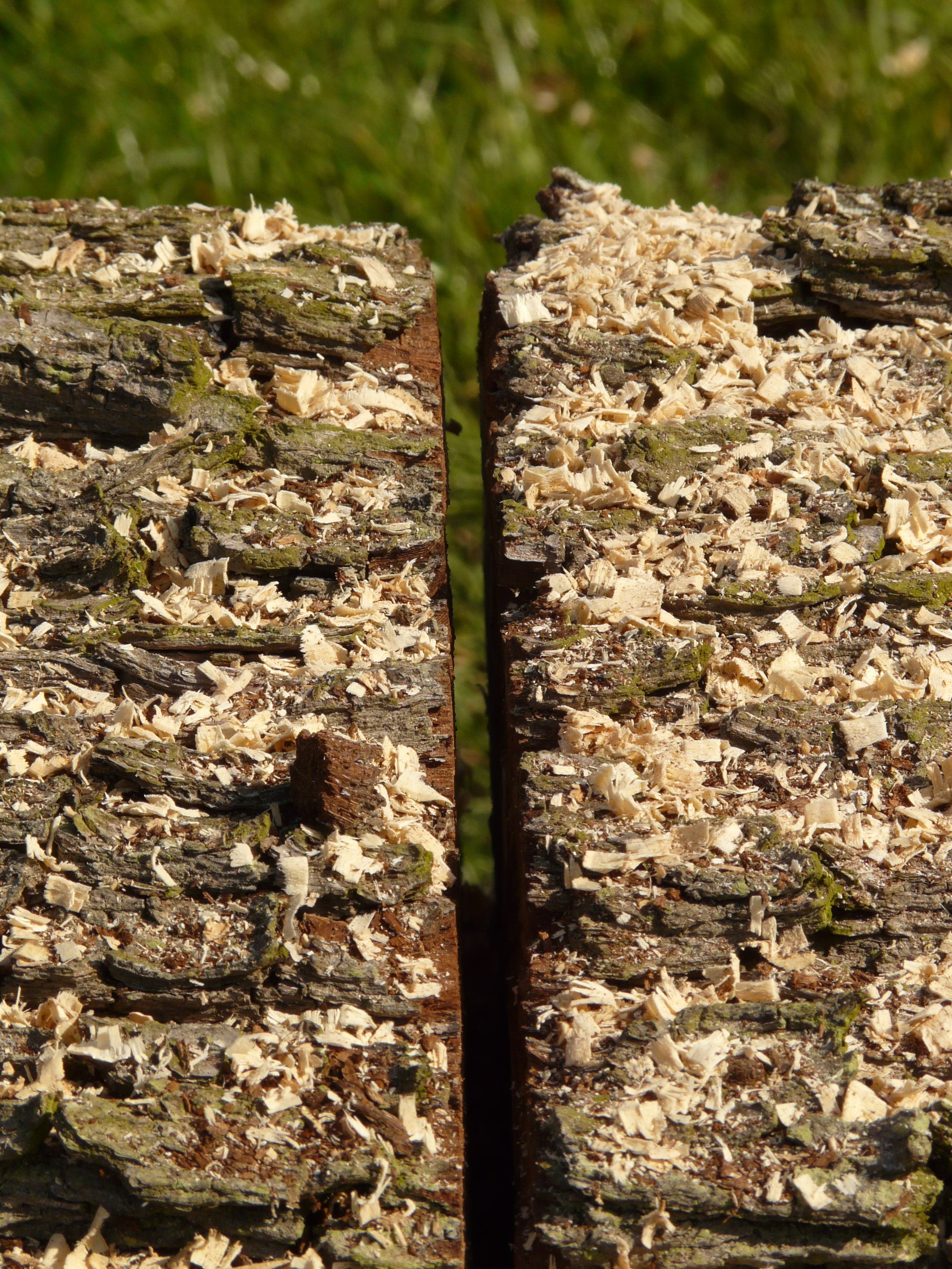 outdoors, selective focus, growing stock, tree trunks, land, nature, close-up, plant, sunlight, forest, deforestation, field, sawdust, moss, trees, in a row, Phone HD Wallpaper