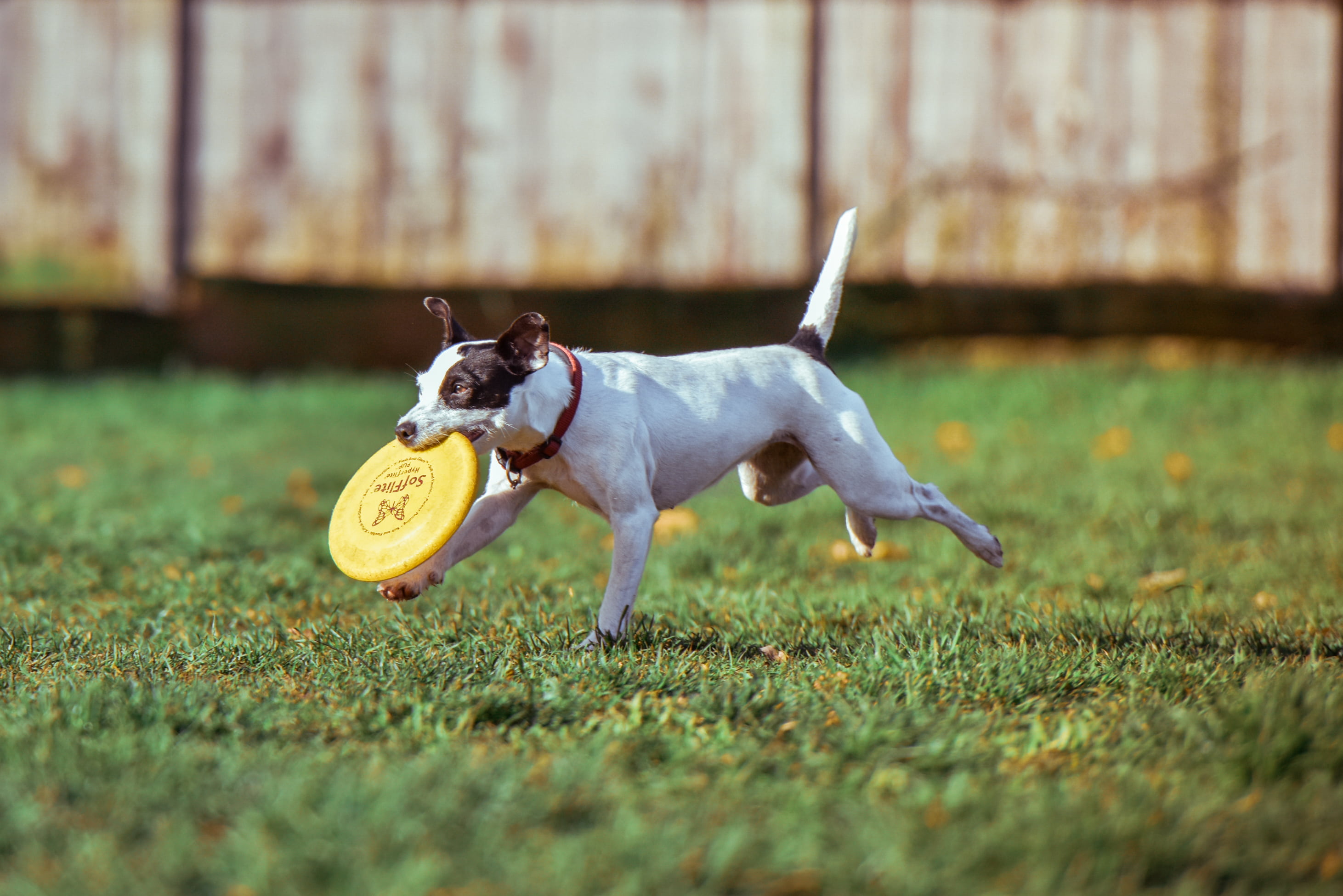 day, necklace, canine, playing, domestic animals, frisbee, no people, biting, happy, one animal, vertebrate, field, 2K, yellow, outdoors, pet, domestic, HD Wallpaper